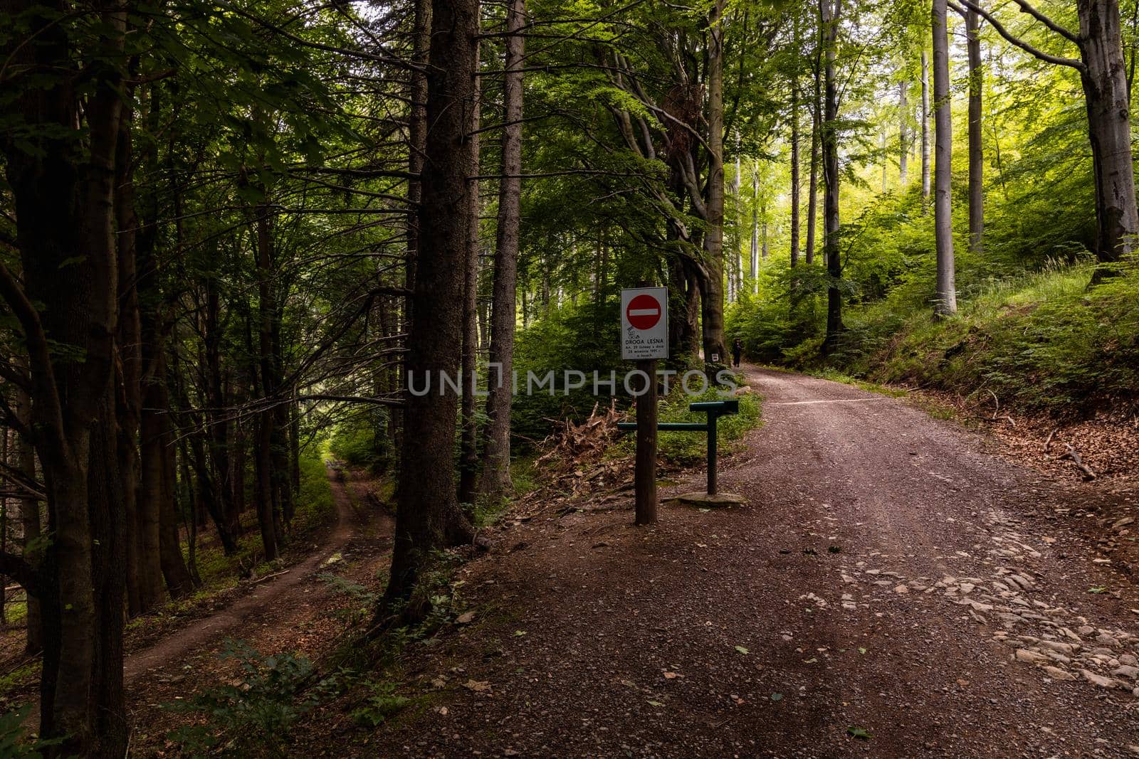 Long mountain trail in forest in Walbrzych Mountains at cloudy day by Wierzchu