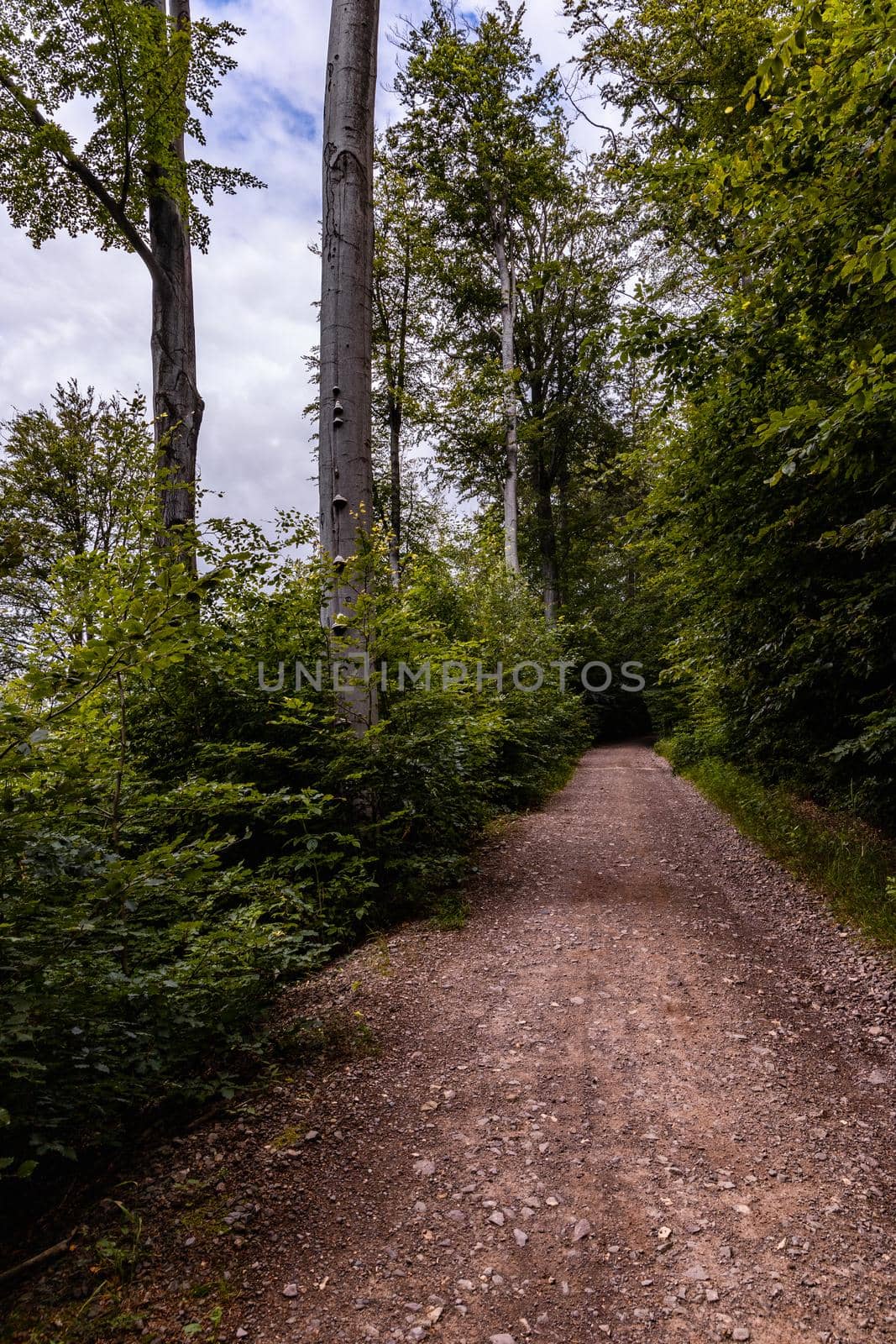 Long mountain trail in forest in Walbrzych Mountains at cloudy day