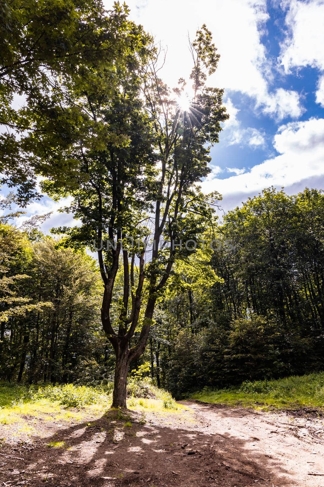 Glades and old trees in forest next to mountain trail in Walbrzych Mountains