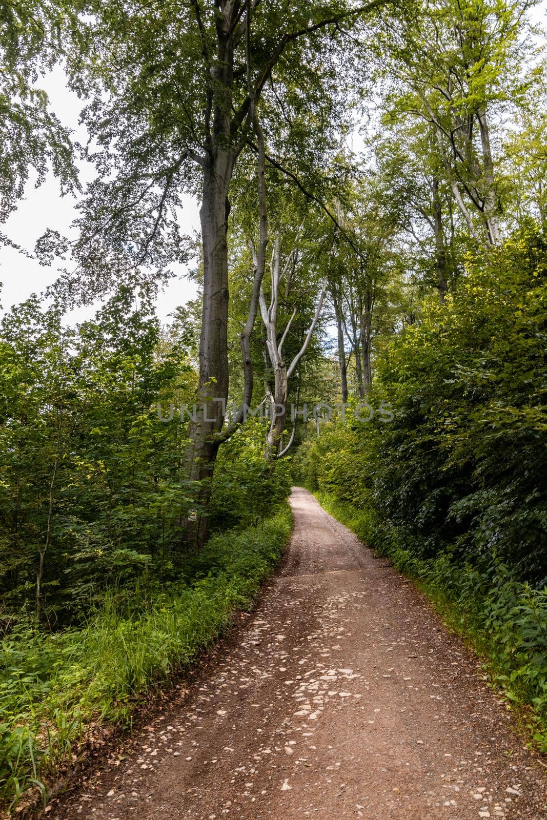 Long mountain trail in forest in Walbrzych Mountains at cloudy day