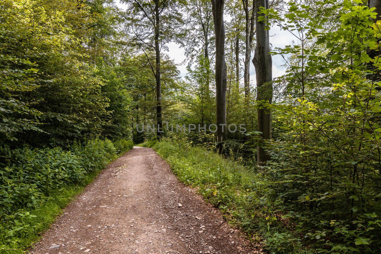 Long mountain trail in forest in Walbrzych Mountains at cloudy day