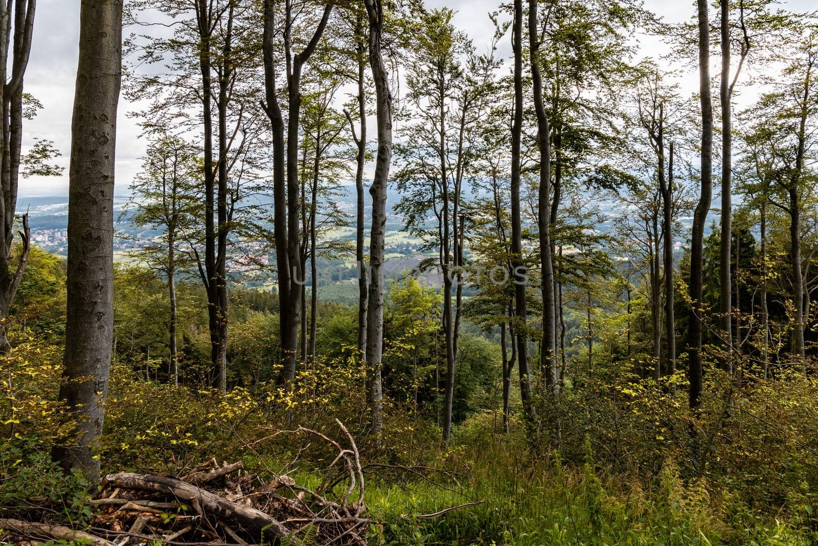 Glades and old trees in forest next to mountain trail in Walbrzych Mountains by Wierzchu