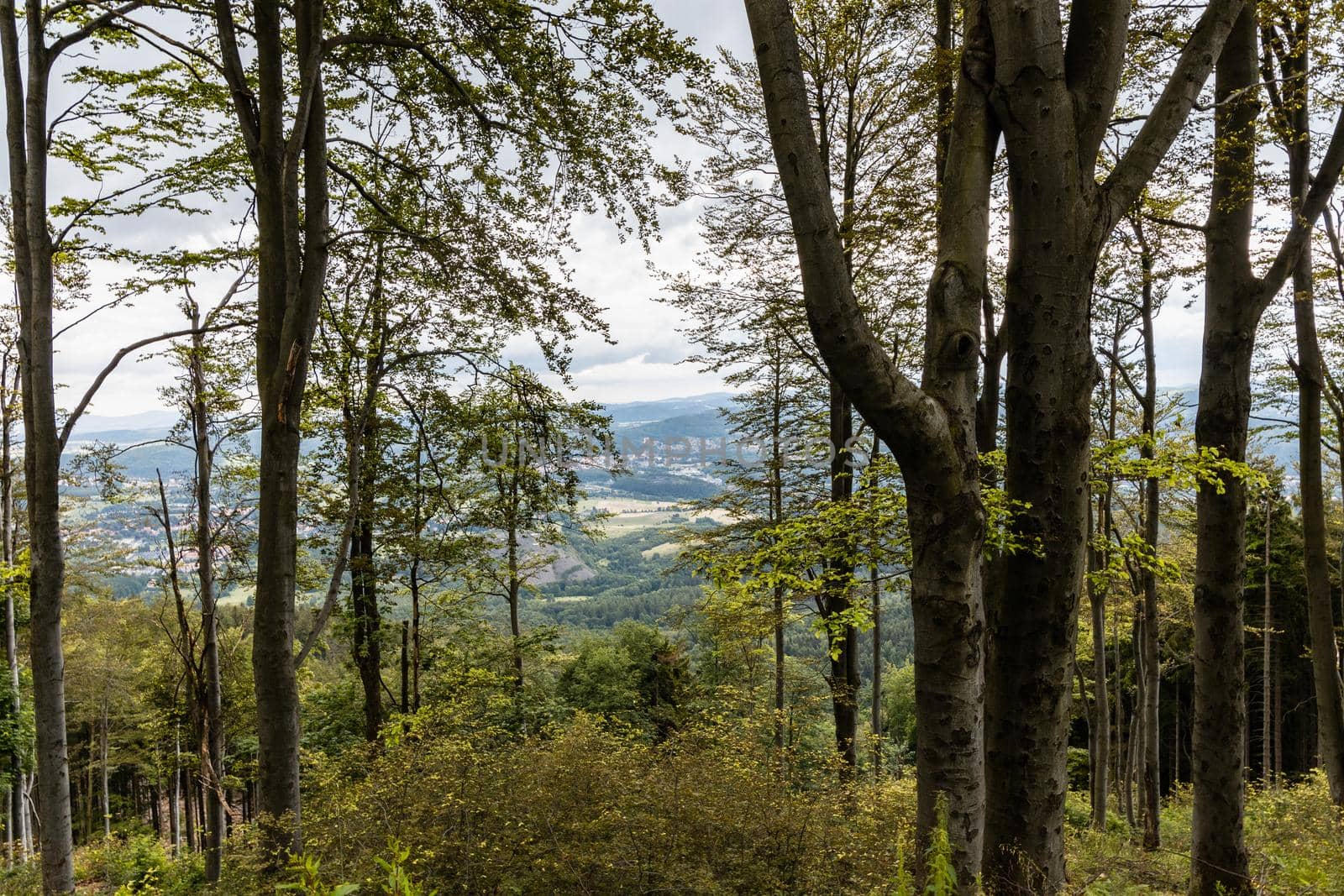 Glades and old trees in forest next to mountain trail in Walbrzych Mountains by Wierzchu