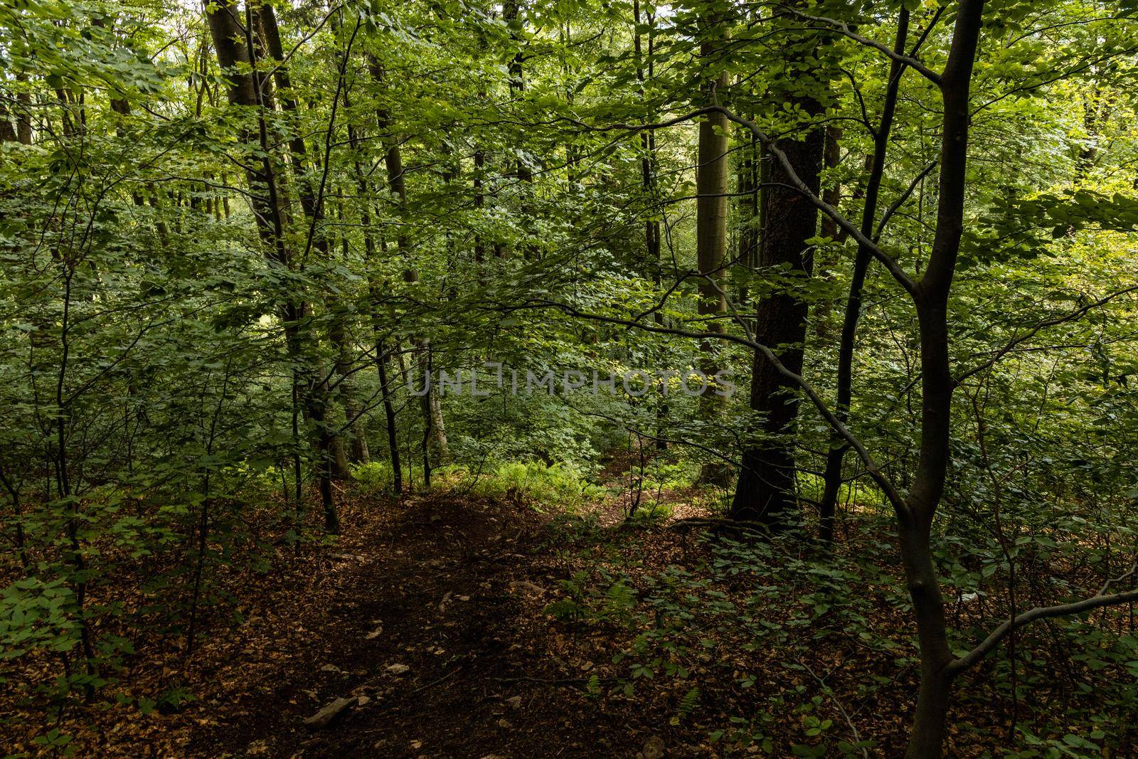 Long mountain trail in forest in Walbrzych Mountains at cloudy day by Wierzchu