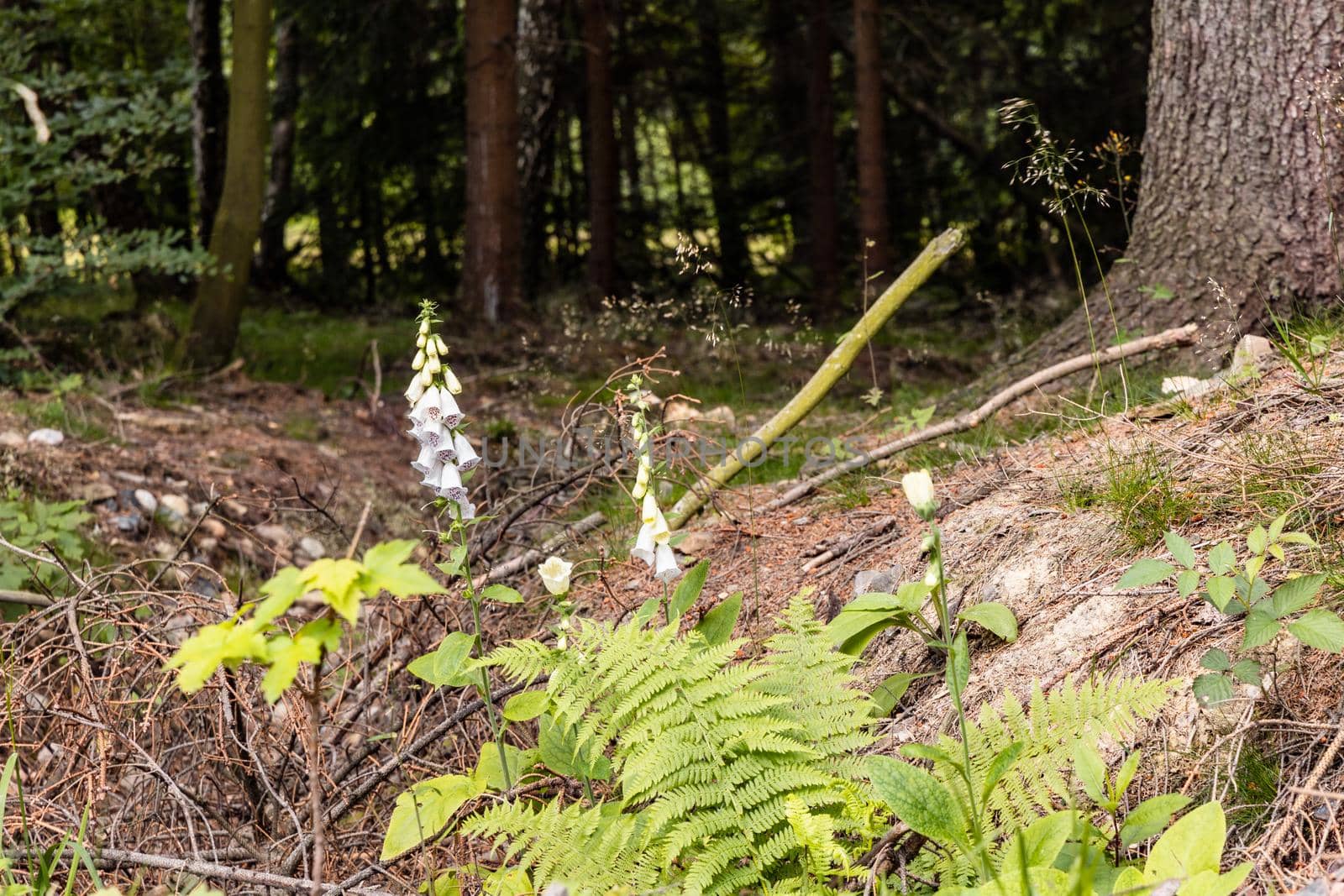 Small white flowers next to trees and mountain trail