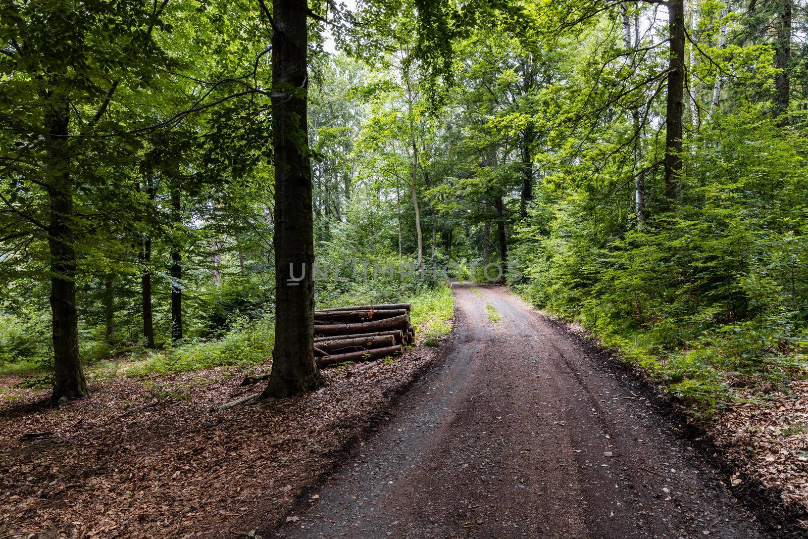 Long mountain trail in forest in Walbrzych Mountains at cloudy day