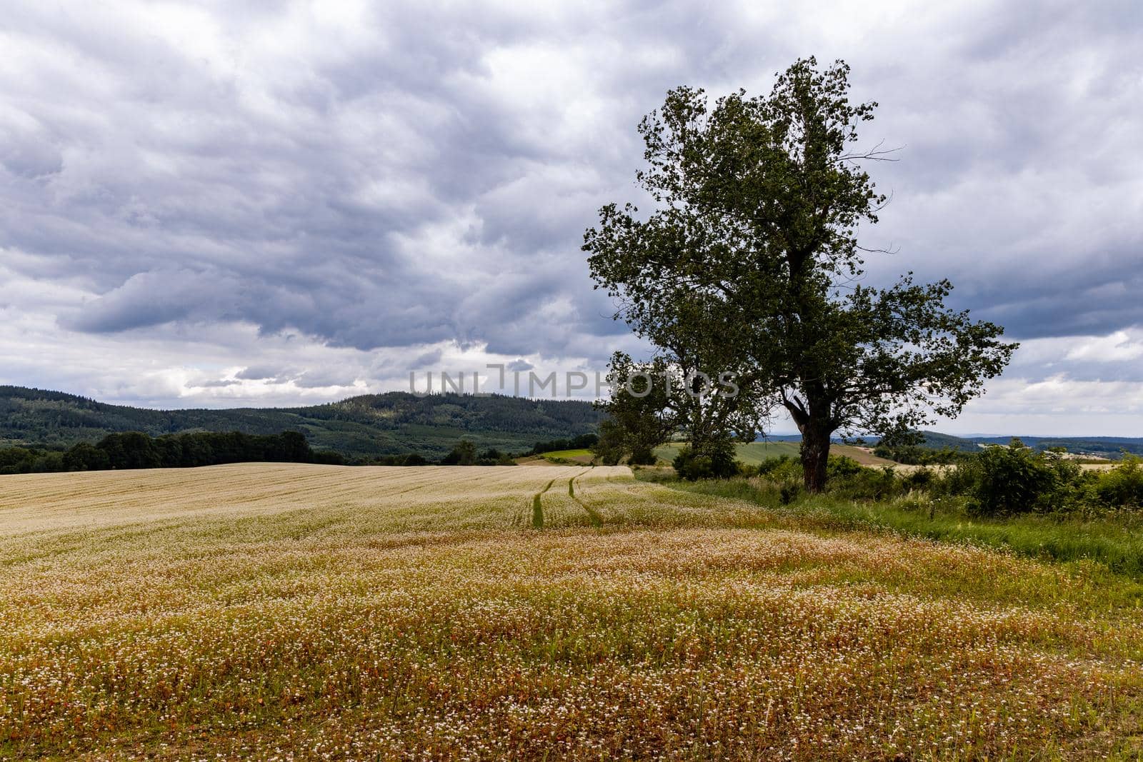 Big hills and fields next to mountain trail in Walbrzych mountains by Wierzchu