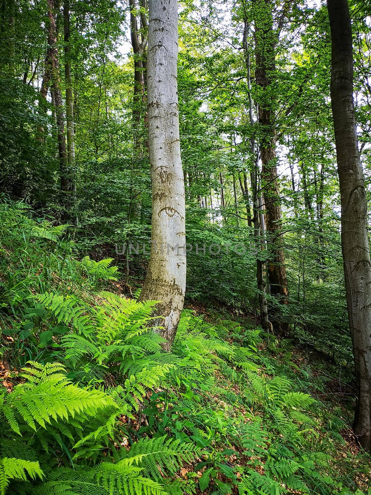 Alone tree with cutted eye shape in forest