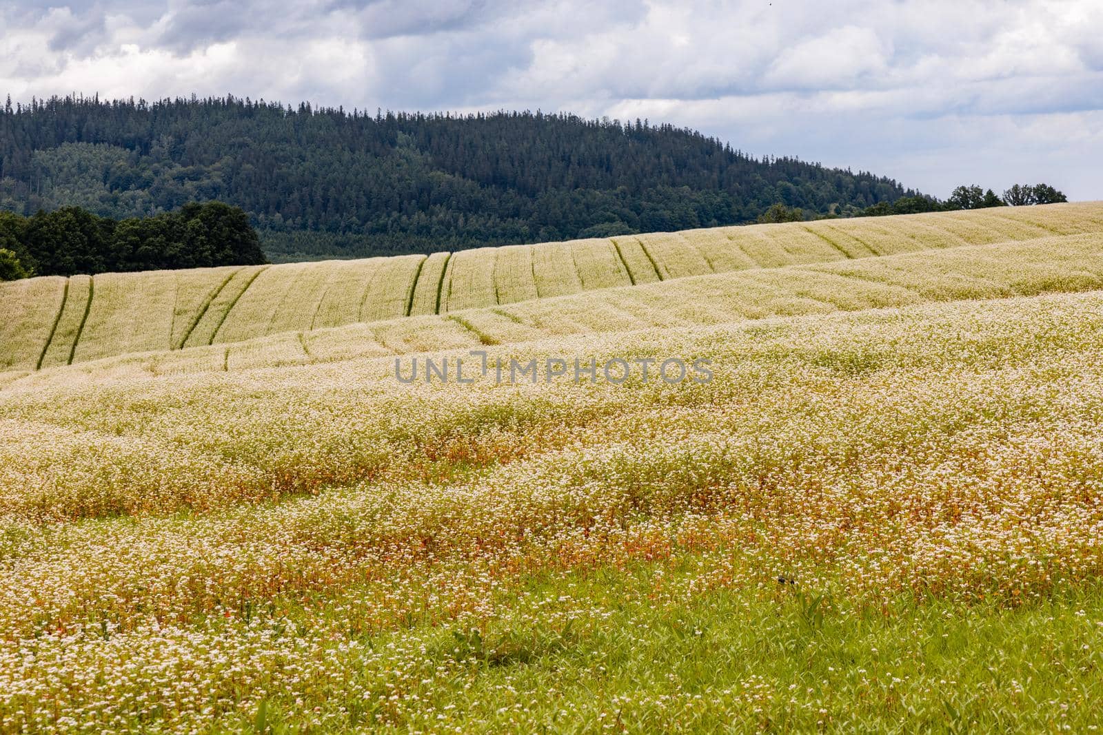 Big hills and fields next to mountain trail in Walbrzych mountains