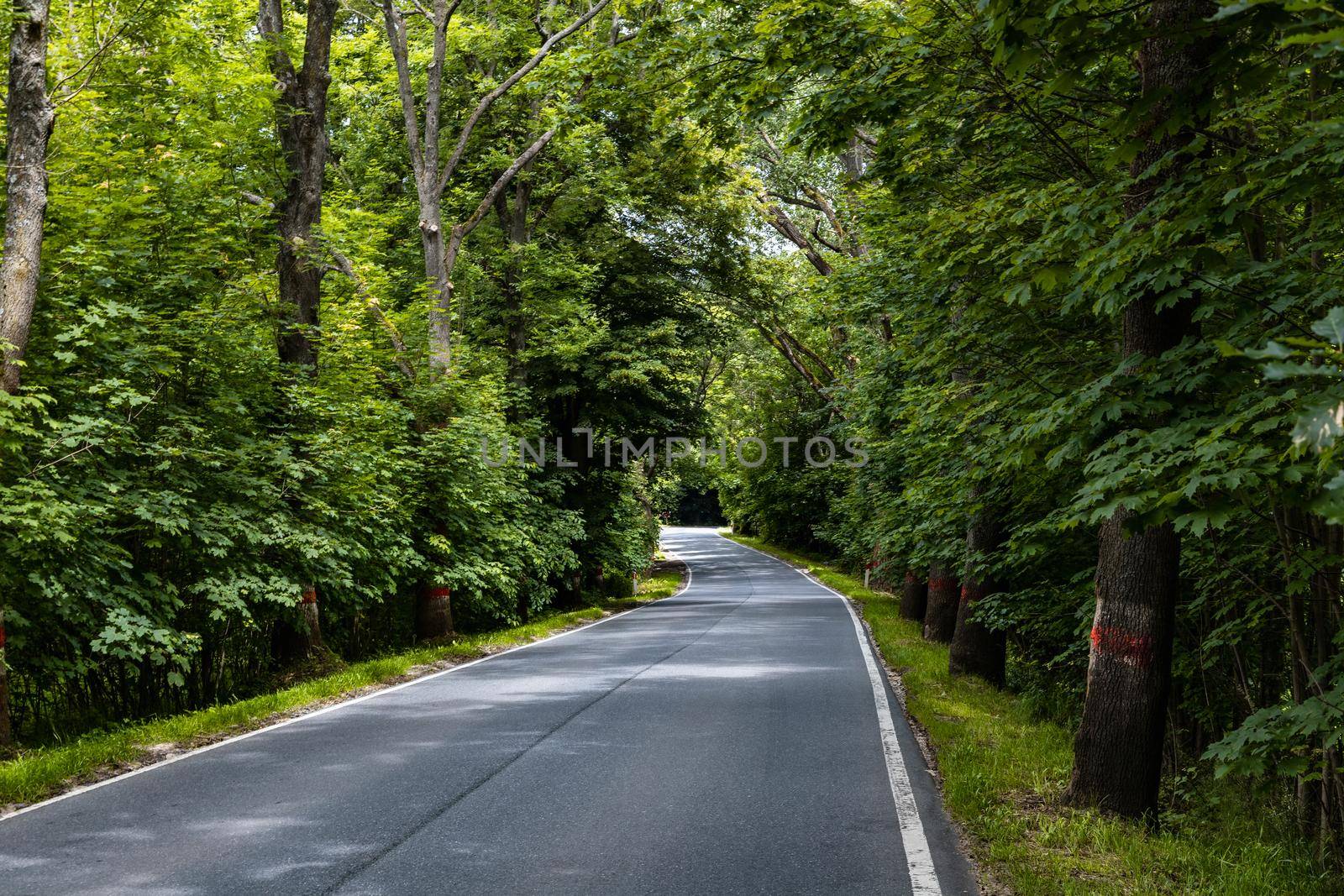 Long road as mountain trail in forest in Walbrzych Mountains  by Wierzchu