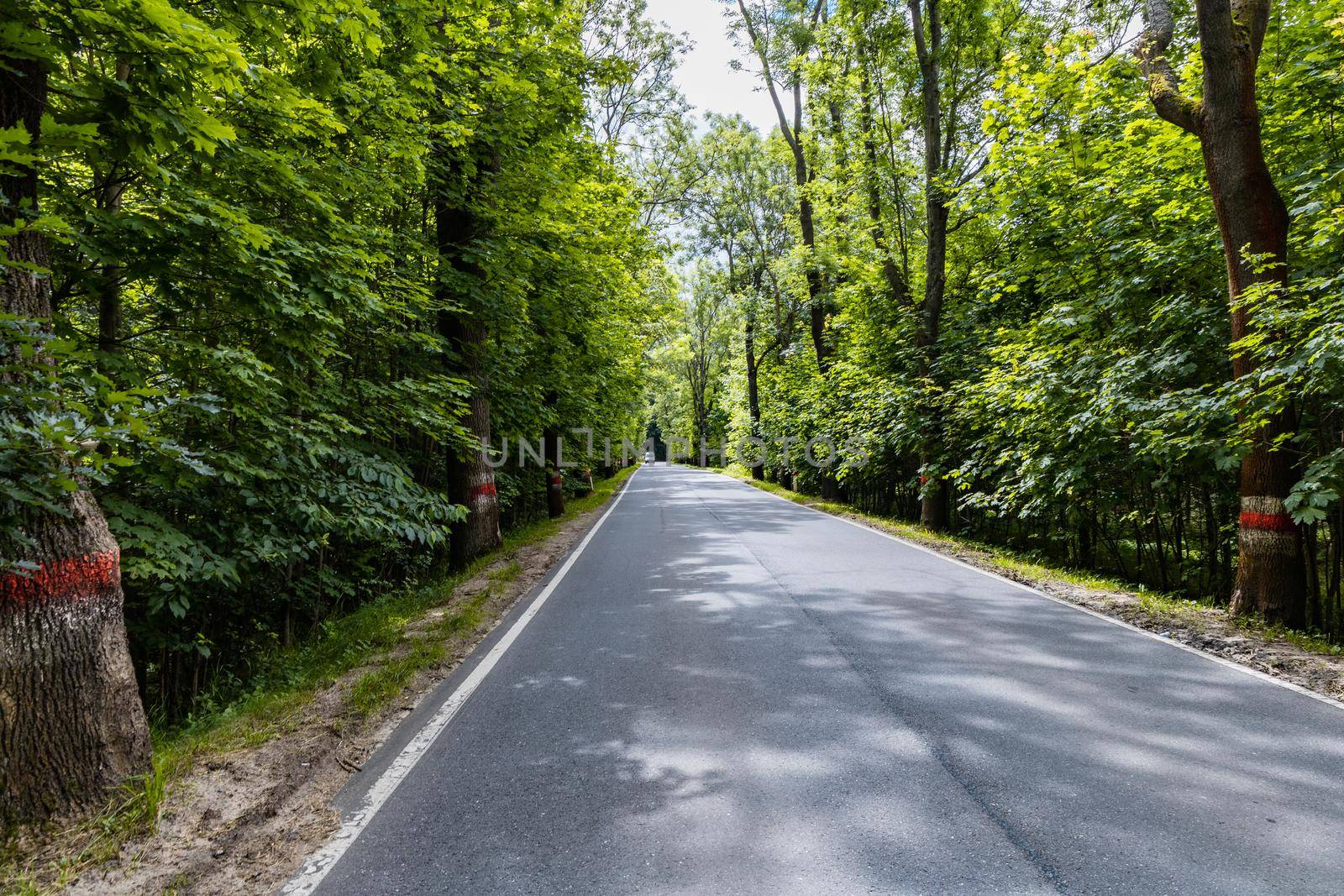 Long road as mountain trail in forest in Walbrzych Mountains  by Wierzchu