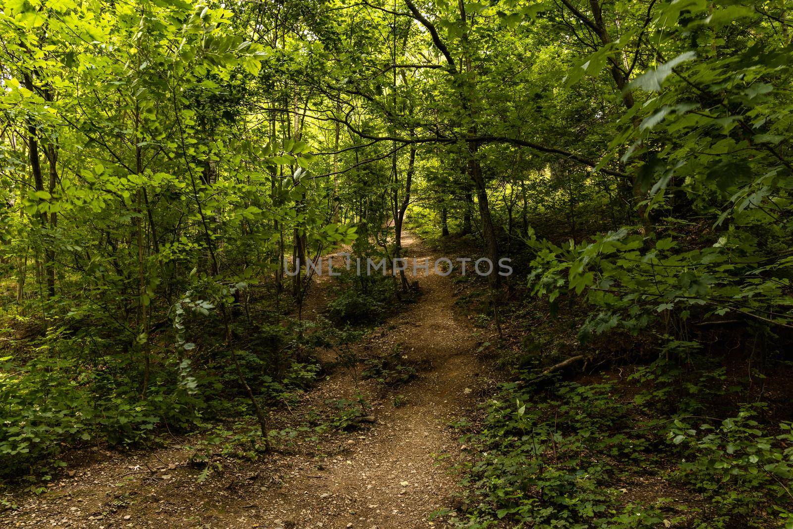 Long mountain trail in forest in Walbrzych Mountains at cloudy day by Wierzchu