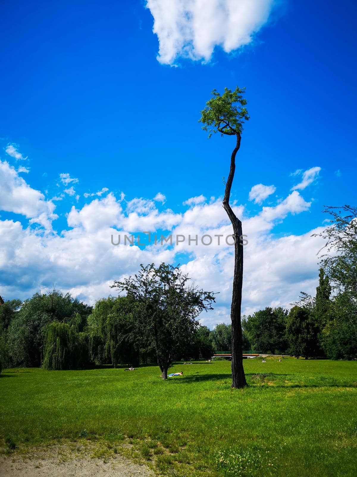 Alone high thin tree on small glade in park by Wierzchu