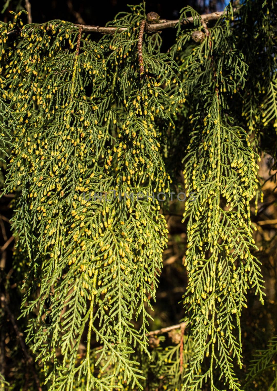 Leaves  as floral herbal nature background  texture