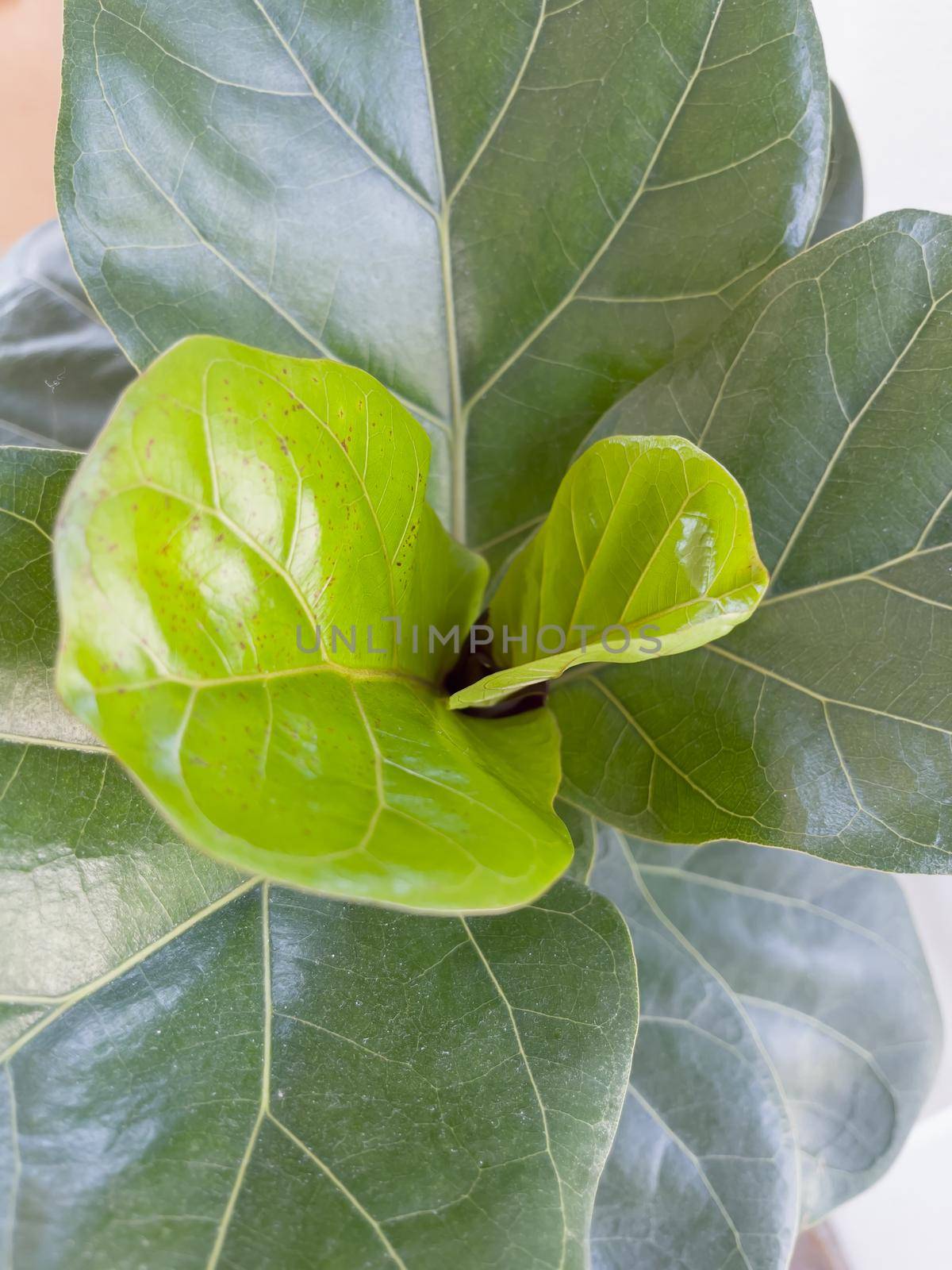 Top view of fiddle leaf fig  by punsayaporn
