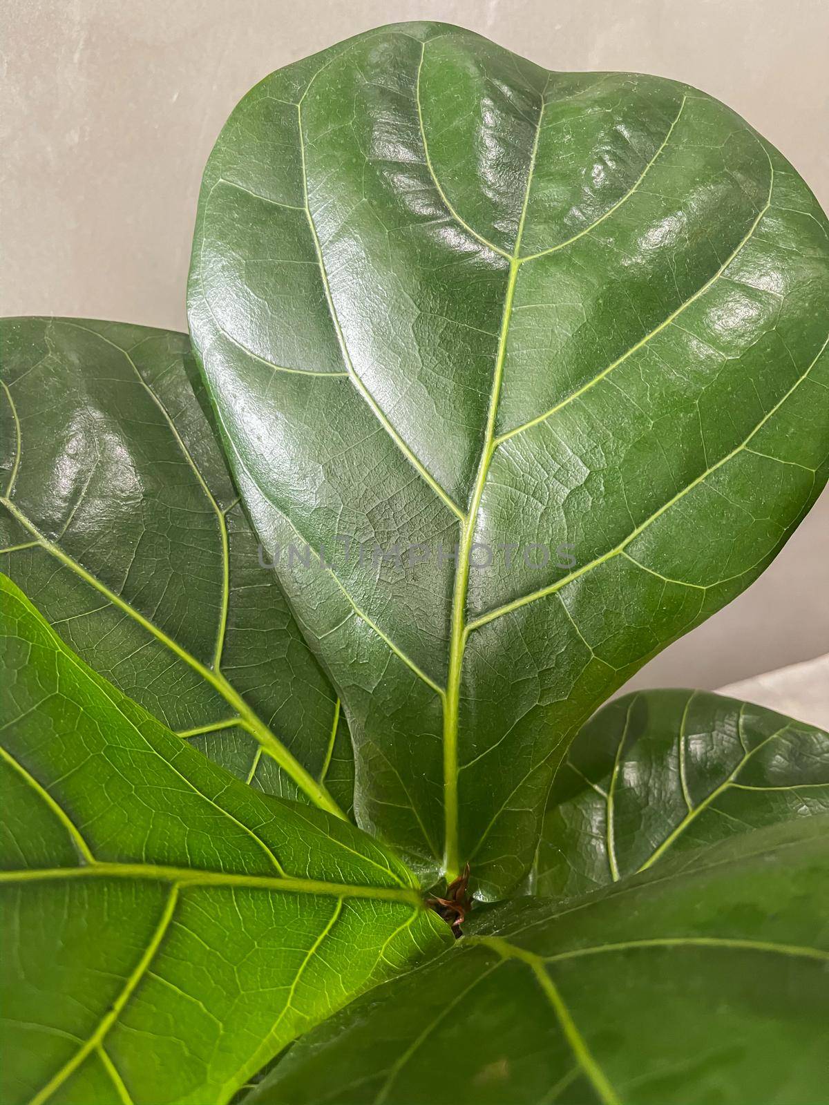 Top view of fiddle leaf fig  by punsayaporn
