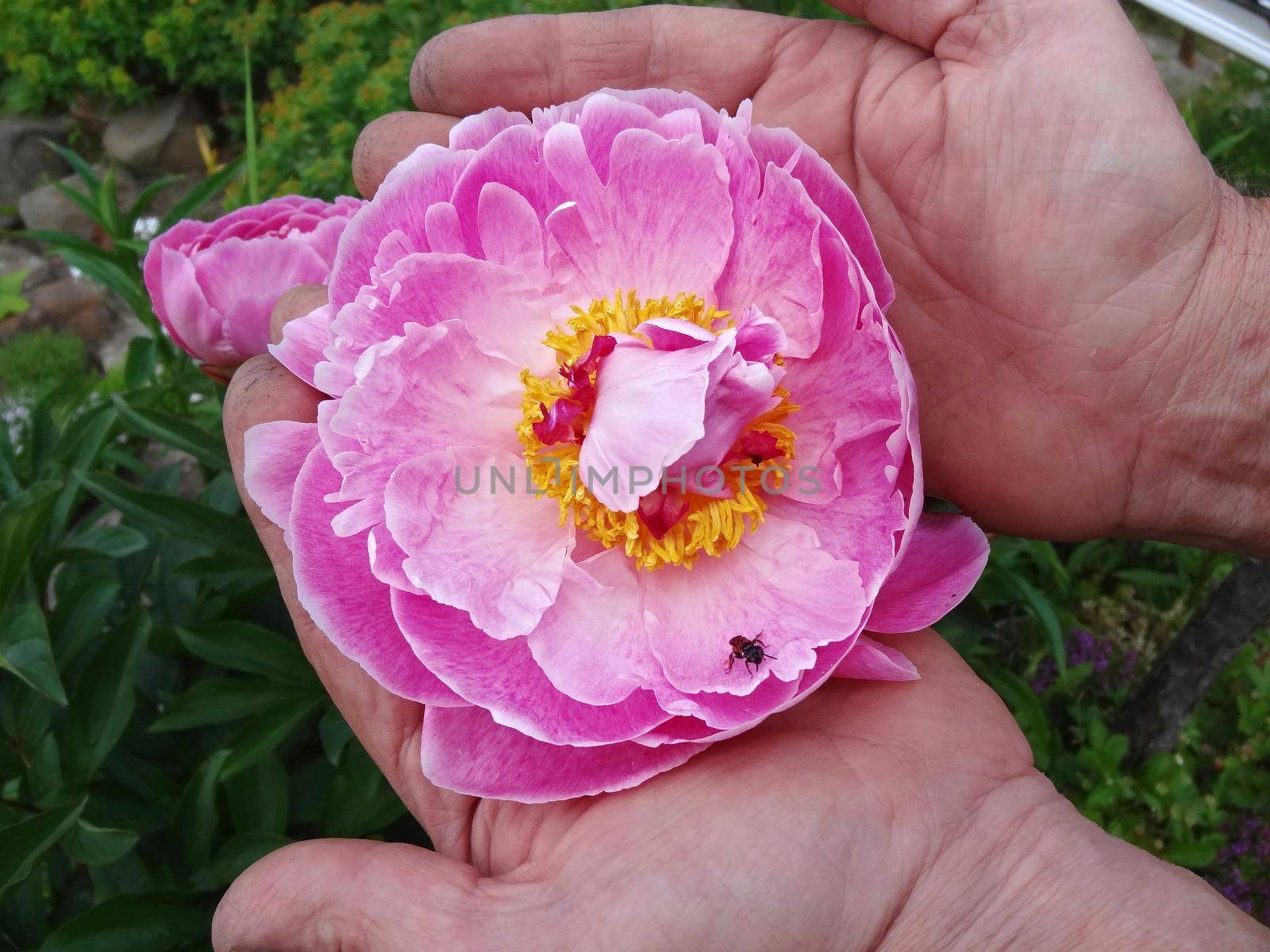 Man gardener pruning flowers Garden. Selective focus. Nature flowers