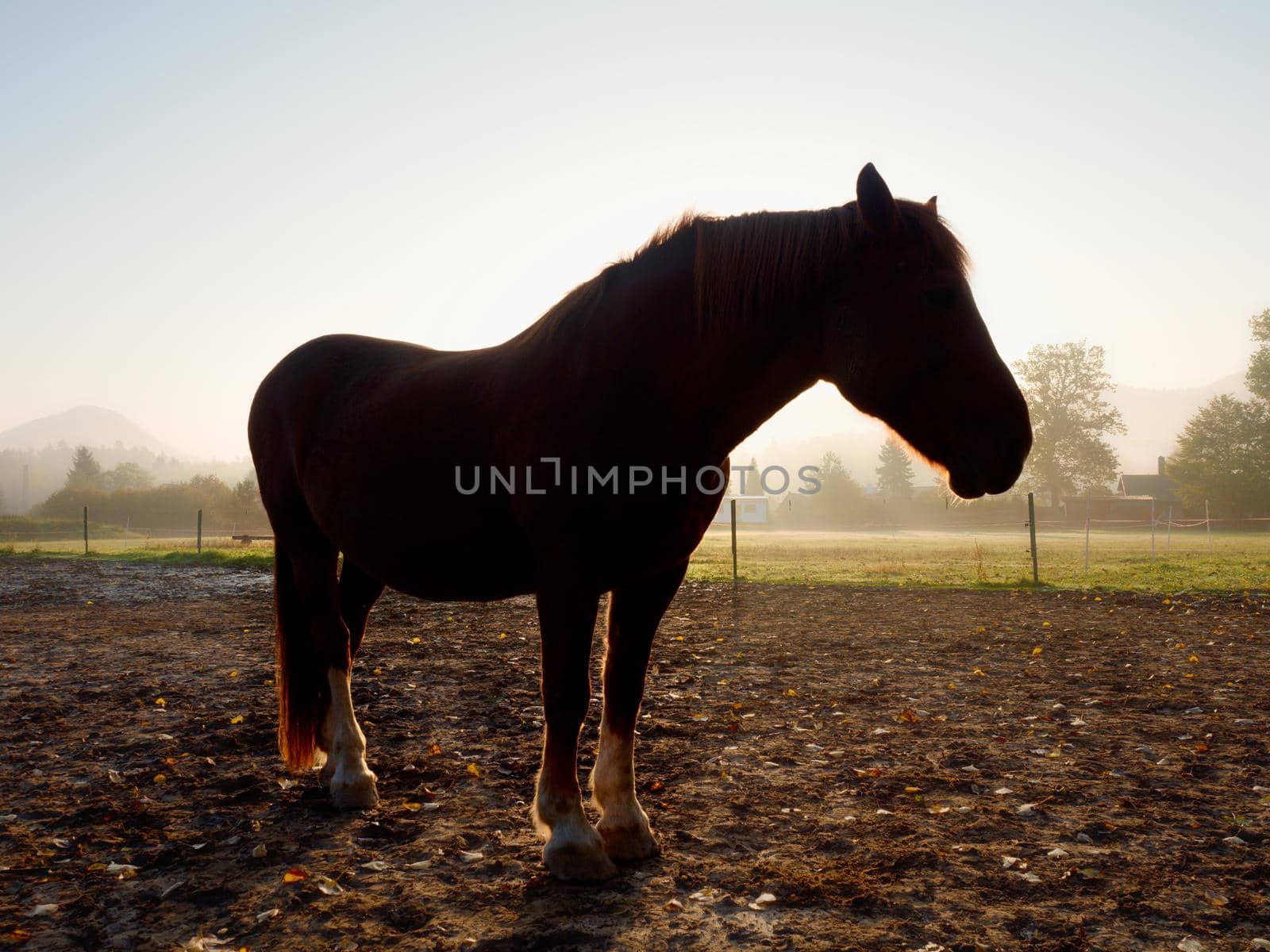 Cute calm horse in morning sunlight, muddy paddock