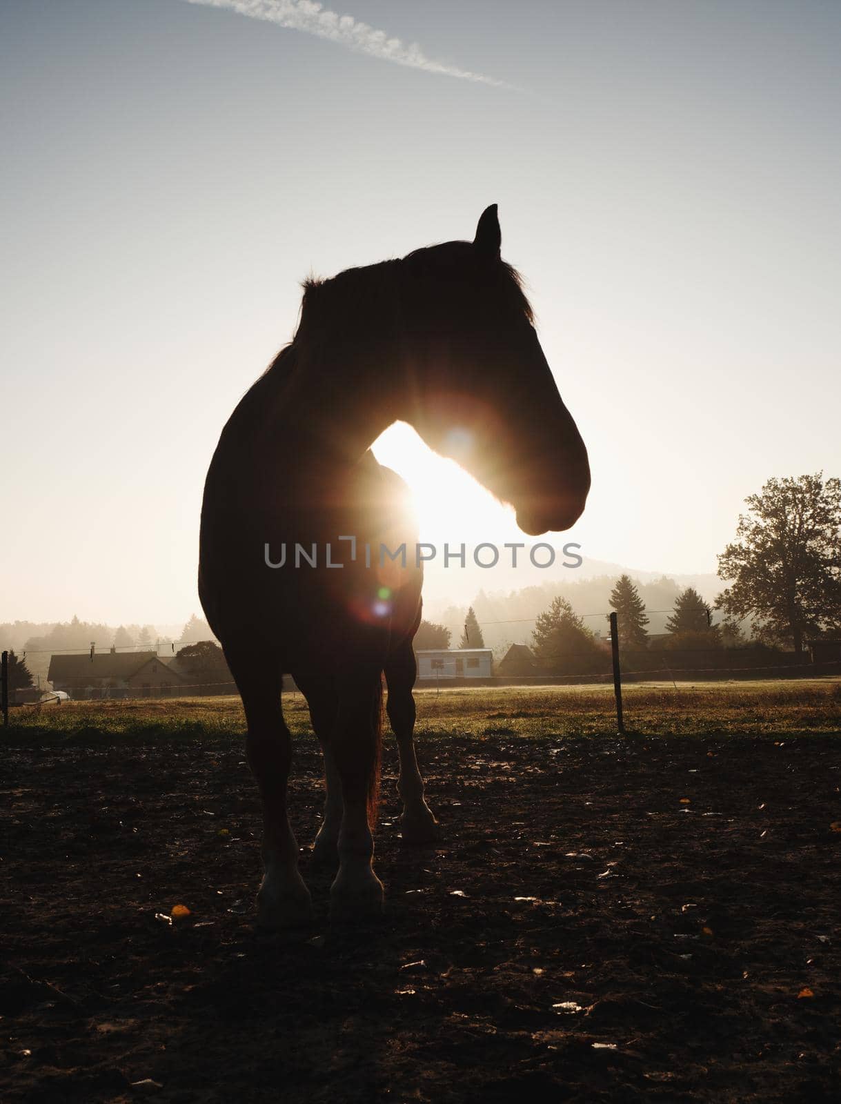 Cute calm horse in morning sunlight by rdonar2