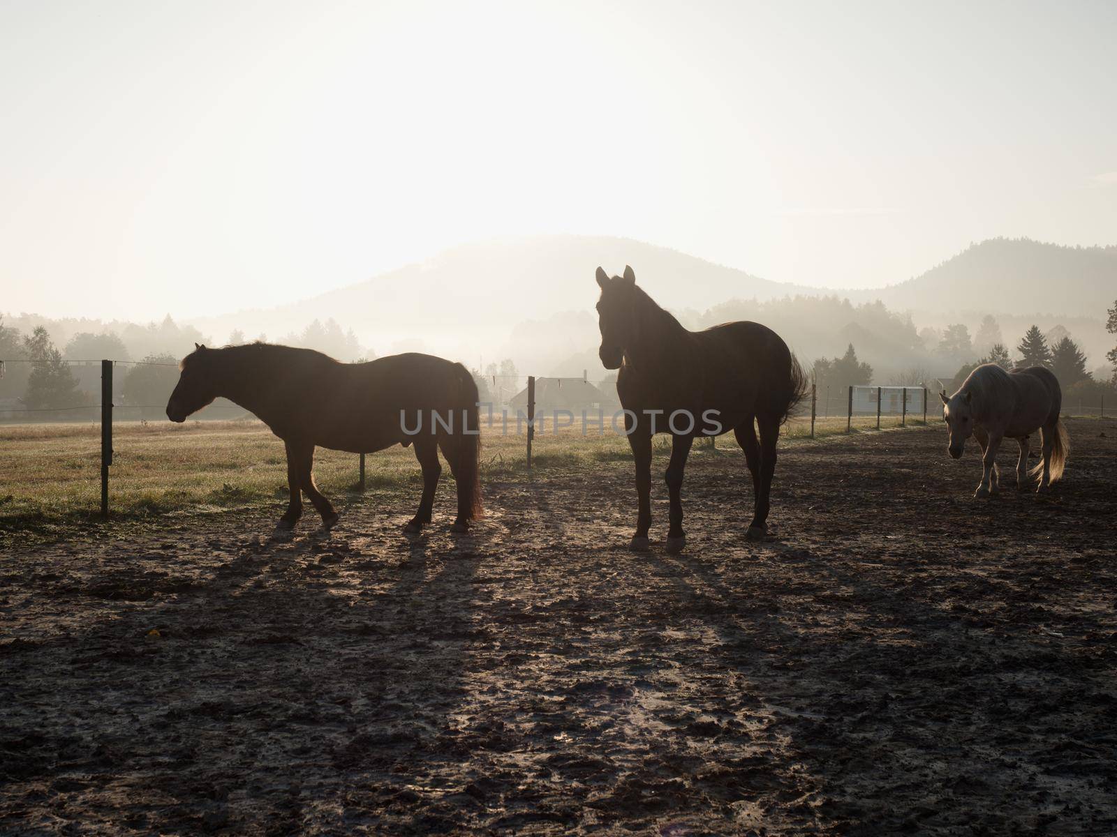 Horses On The Autumn muddy meadow  by rdonar2