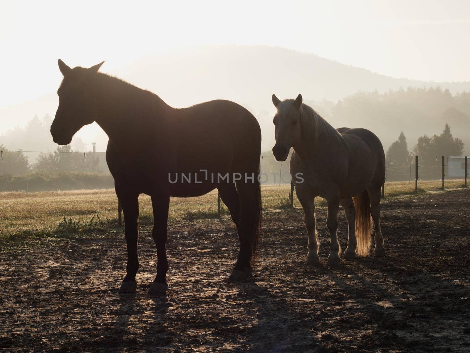 Horses in the morning mist on the pasture in October, autumn starts