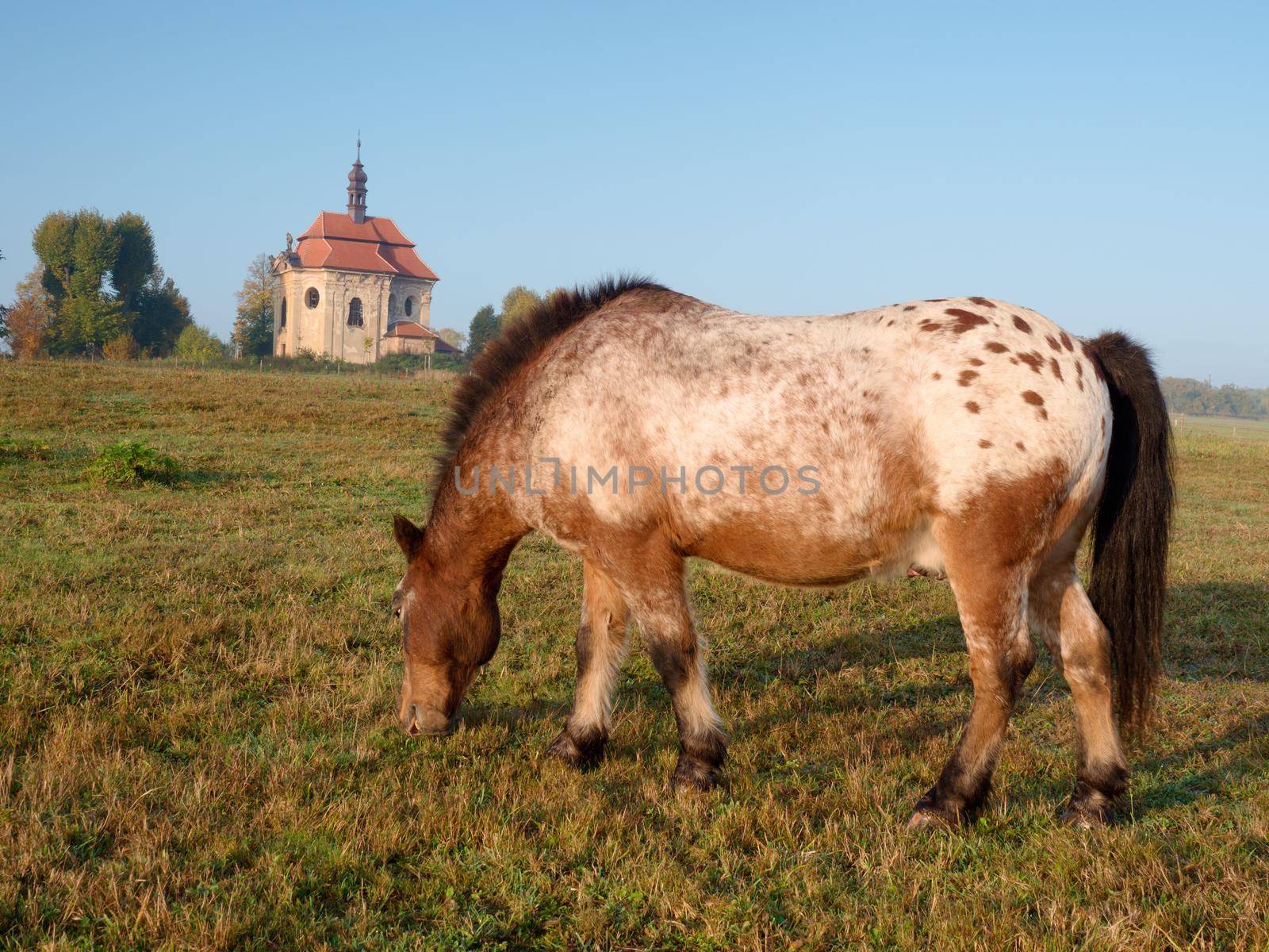 Appaloosa pony which has been clipped stands in a paddock by rdonar2