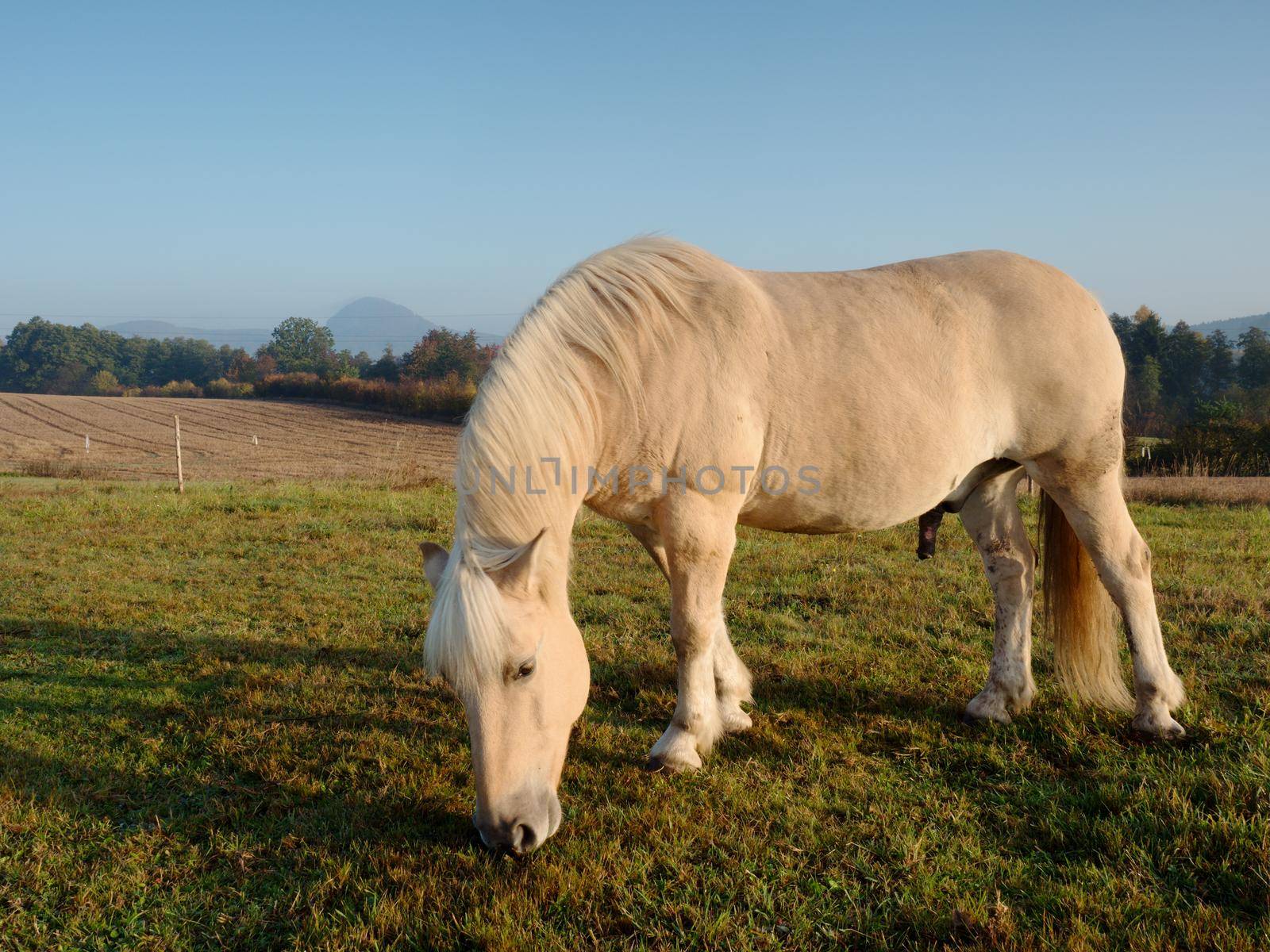 Nice fat horses grazing grass on a mountain meadow. Muddy grassy places in paddock at horse ranch