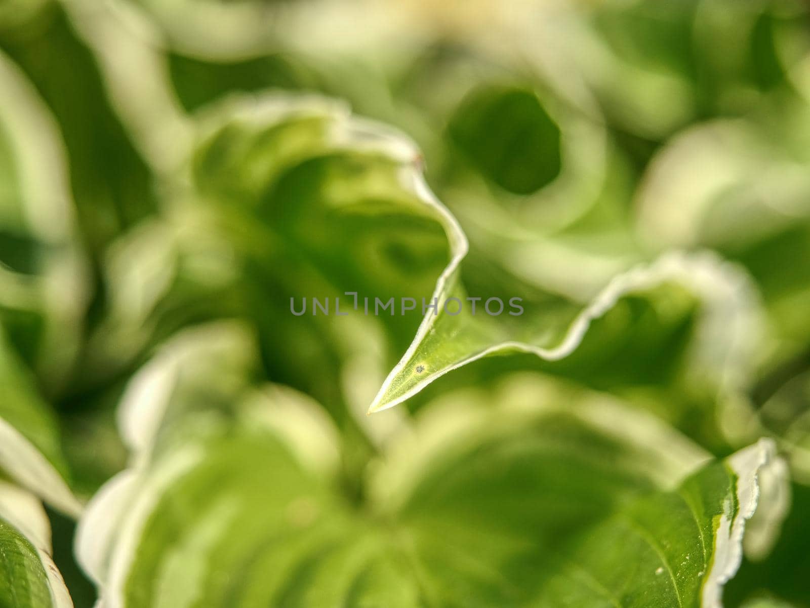 Green variegated Hostas. Hosta plant is popular Perennial flower grows in wet shady places