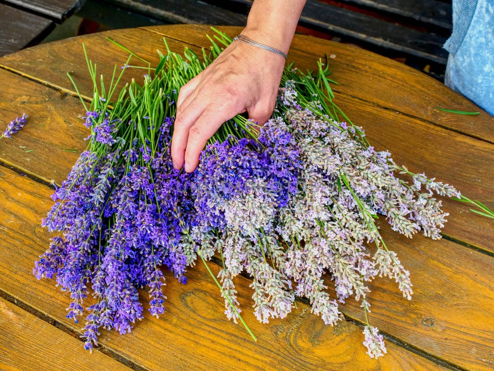 Female hands hold aromatic herbal stalks.  French Provence field of purple lavandula herbs harvesting.