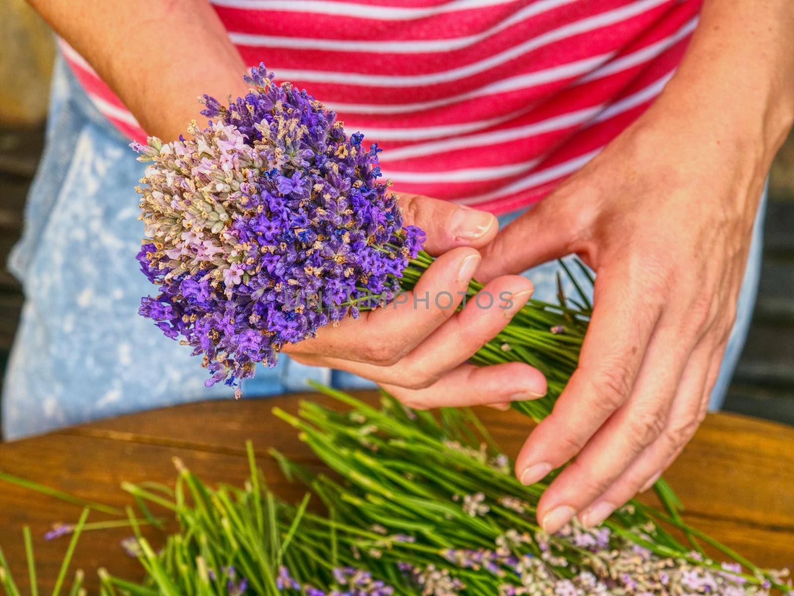 Blooming healing lavender plants  ready to bid into bunch . Purple herbal stalks on agriculture farm