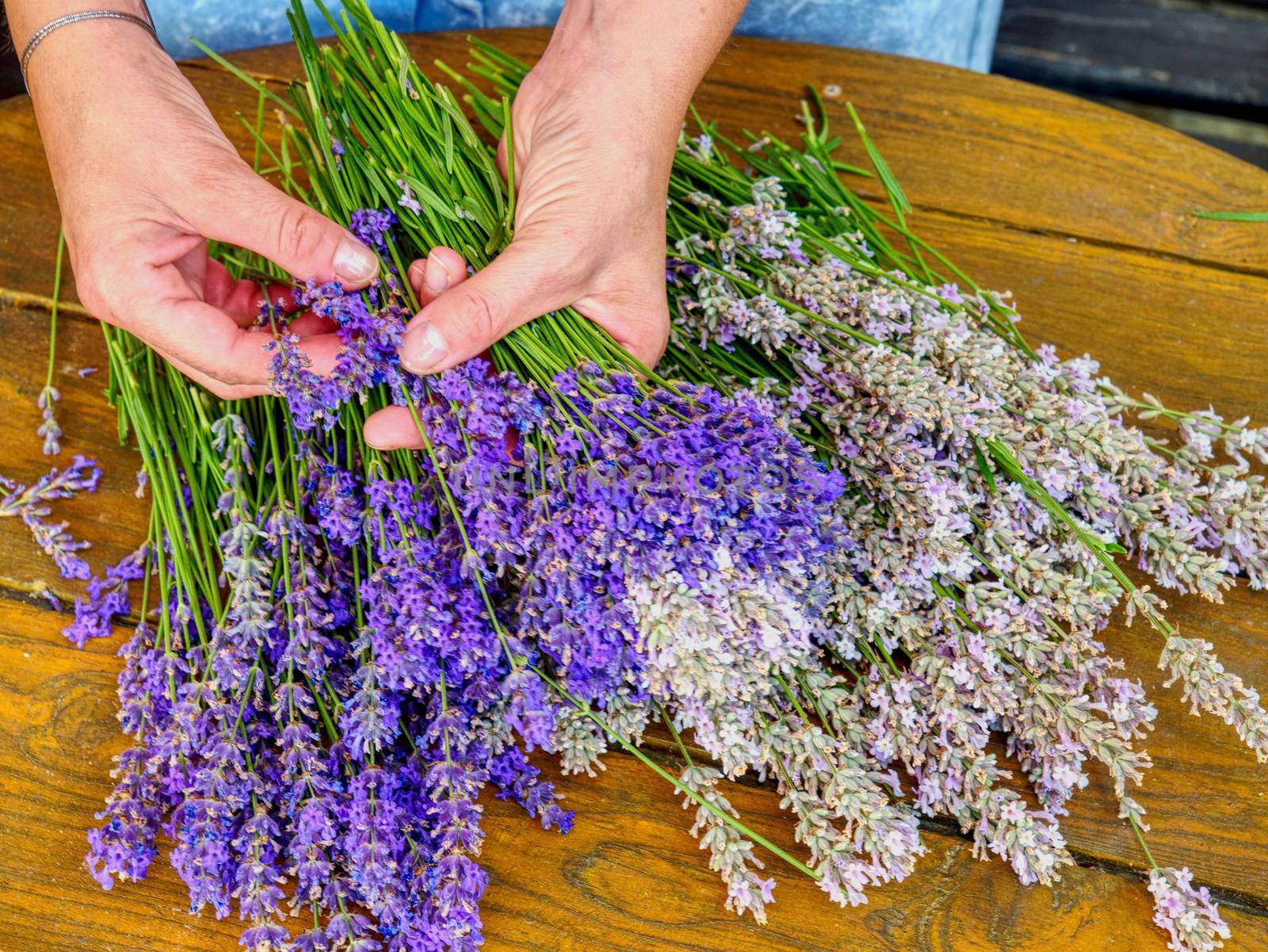 Collecting of blended stalks. Nice bouquet of the beautiful smell lavender branches