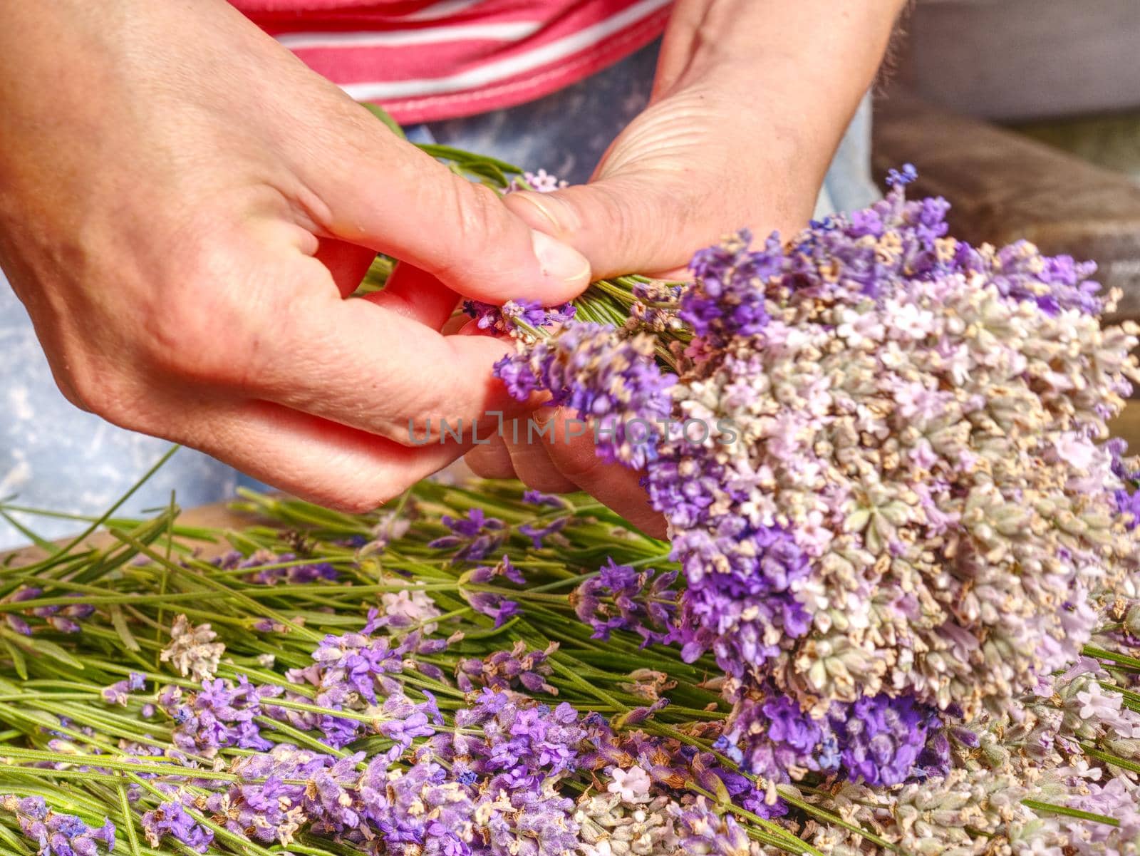 Girl prepare aromatical medicinal herbs for bedrooms. Nice bunch of  fresh lavender  (Lavandula angustifolia)