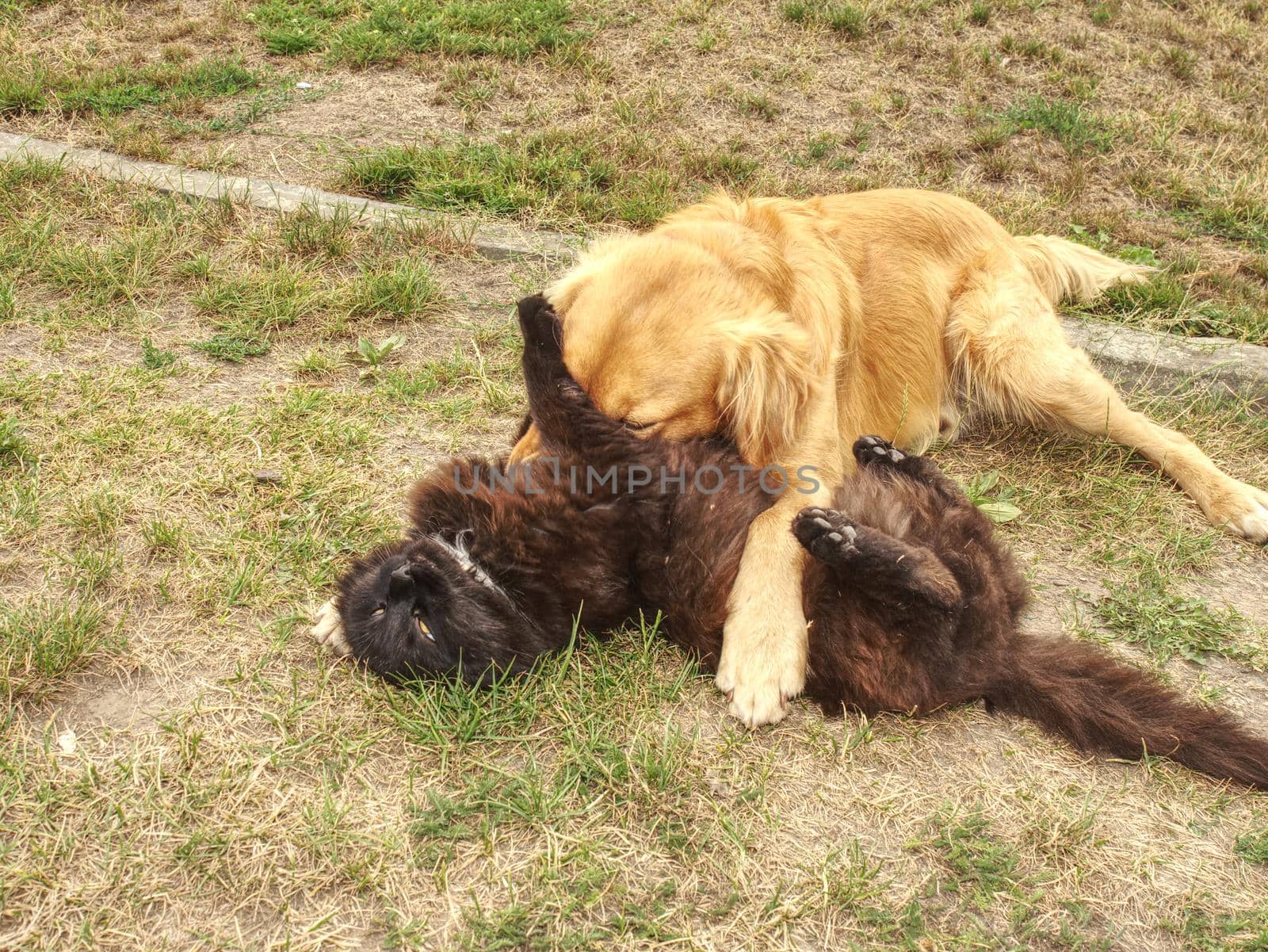 Golden dog licking cute cat on short grass green. Adorable black kitten and puppy with funny emotions having fun 