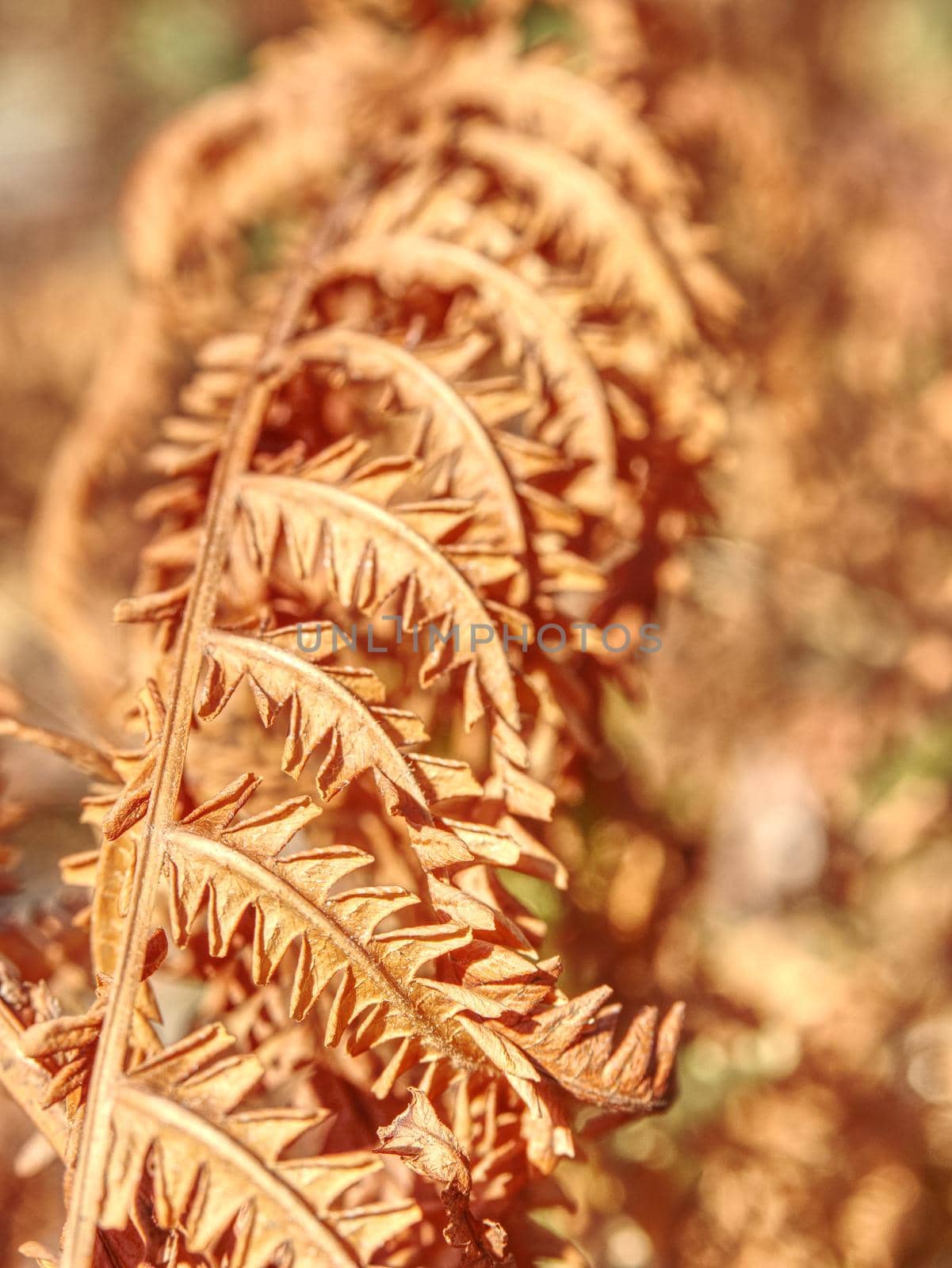 Dry orange stalk of fern. Extreme hot in forest without any rain.  by rdonar2