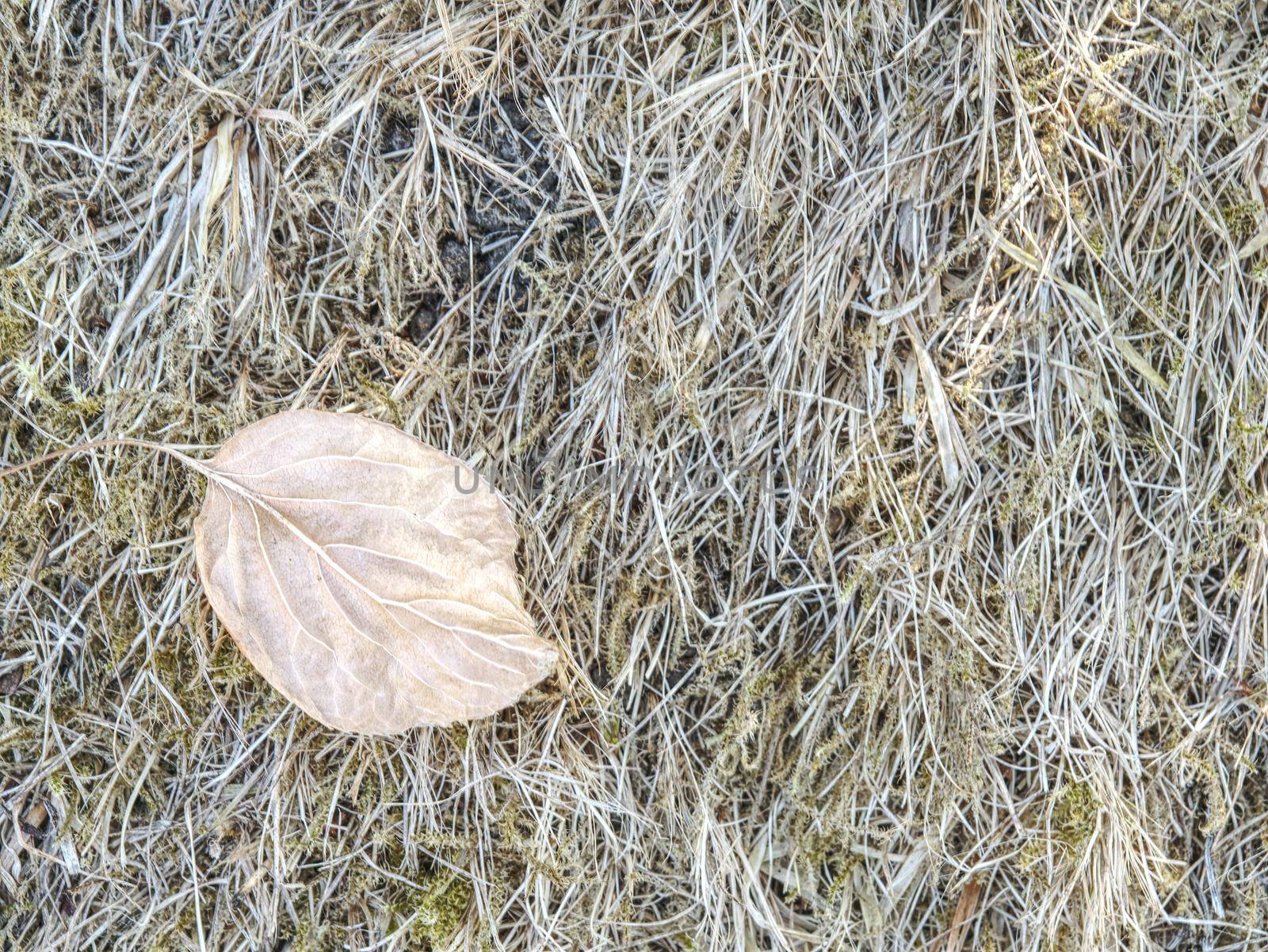 Sun burnt green. Stalks of dry grass in extreme hot summer. Dryness dissaster.