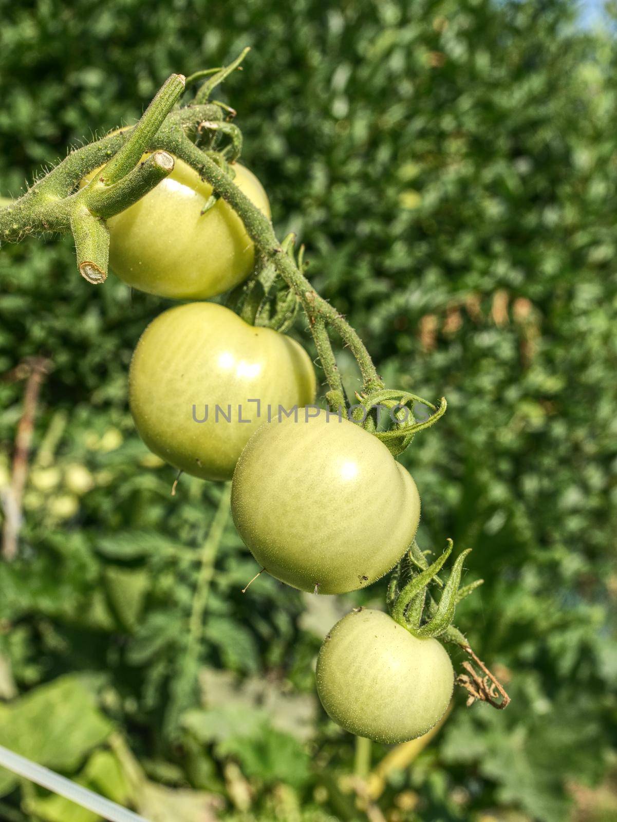 Fresh green unripe tomatoes on the plant.  Green Heirloom Tomato by rdonar2