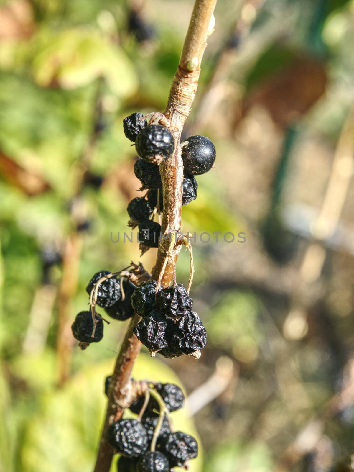 Fruits of black currant forgotten on twigs. Extreme dryness.  by rdonar2