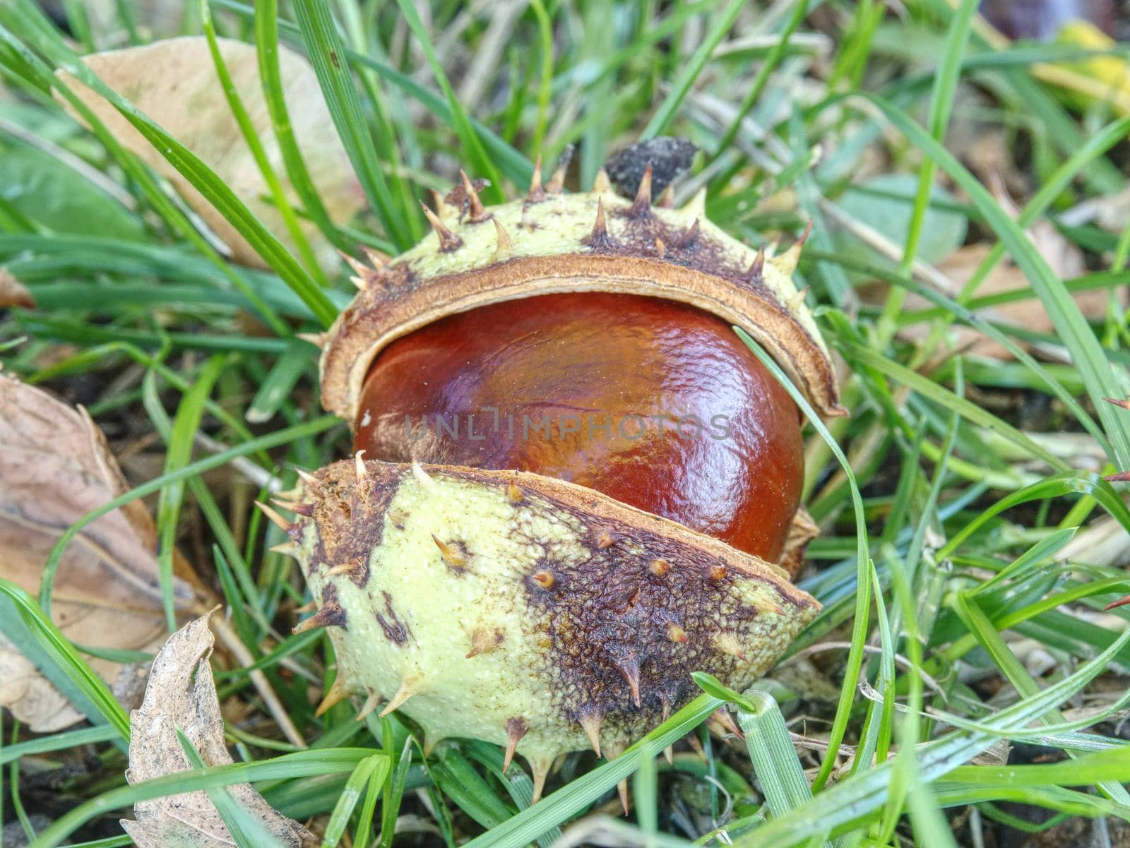 Nice fresh chestnut found in grass, symbol of beginning  autumn.  