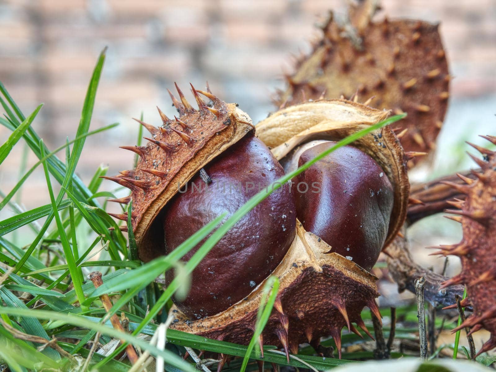 Nice fresh chestnut found in grass, symbol of beginning  autumn.  