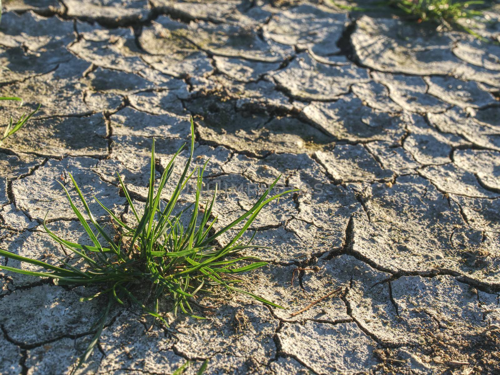 Plant in dried cracked mud desert, poor plant. Dry grass turf on hard dry clay. 