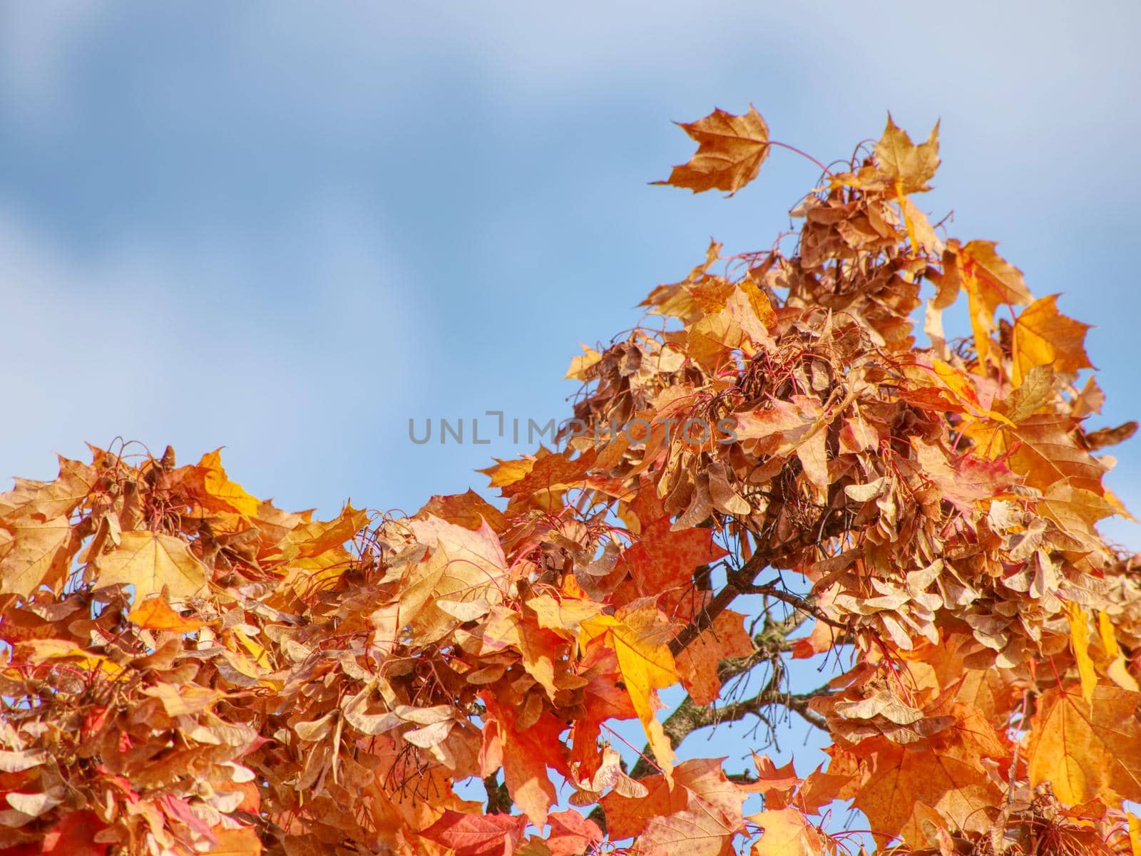 Fall scene. Beautiful Autumnal maple treetop. Beauty nature scene. 