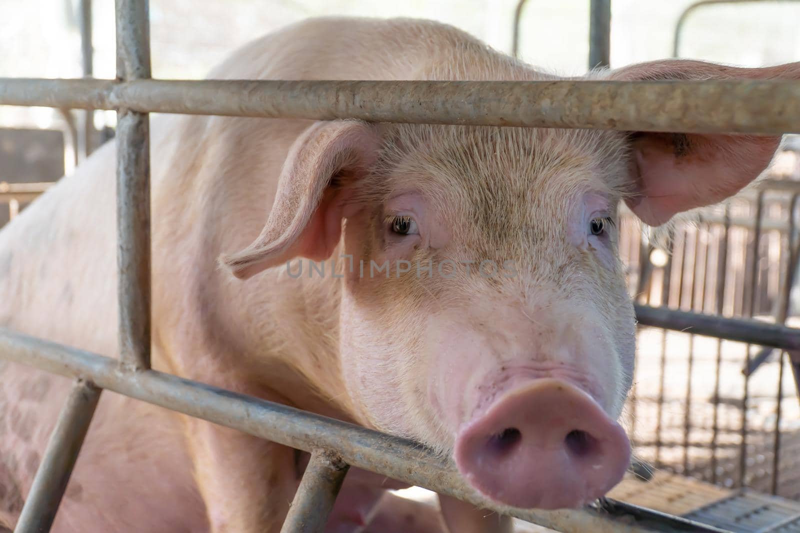 Close-up of breeding pigs in a cage on the farm, Selective focus soft focus.