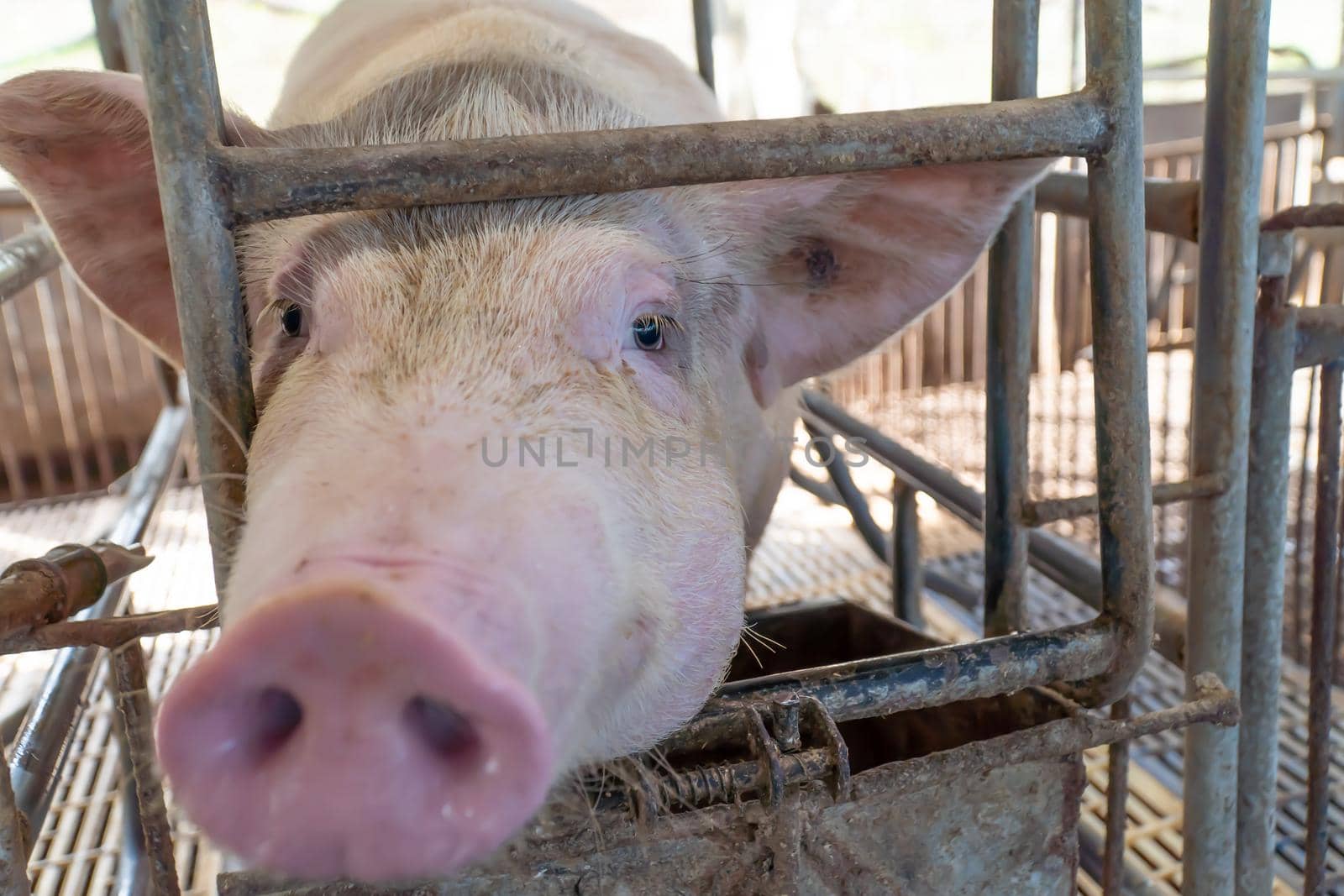 Close-up of the breeder pig on the farm are waiting for food, Selective focus soft focus.