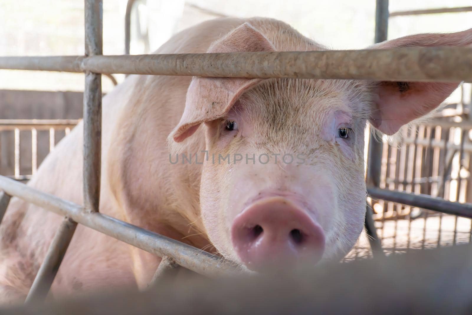 Close-up of the breeder pig on the farm are waiting for food, Selective focus soft focus. by chiawth