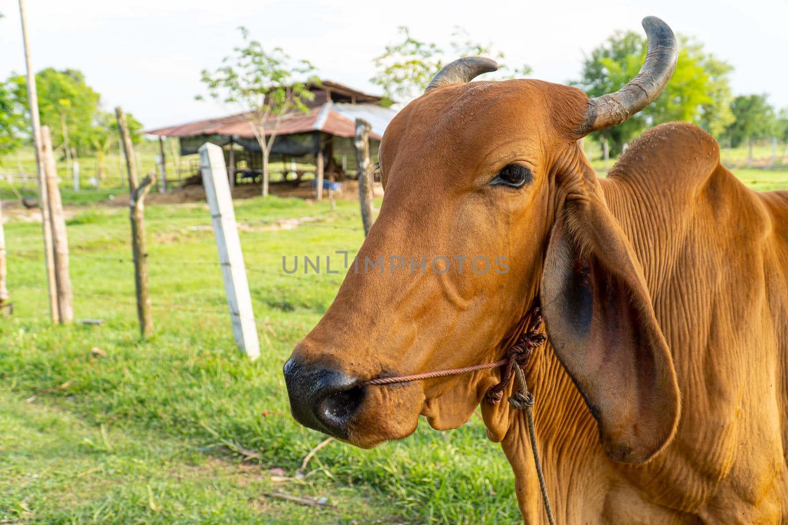 Close up of a brown cow in the meadown, Selective focus soft focus. by chiawth