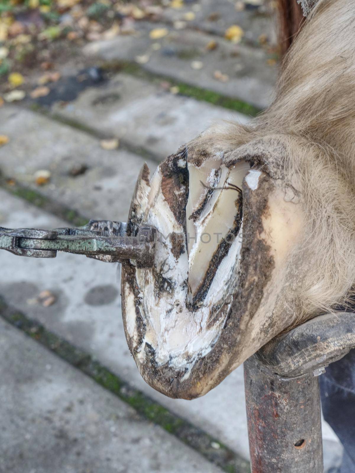 Horse nail - hoof care. The master farrier check keratin, trimming and balancing horses hooves. Blacksmith farrier