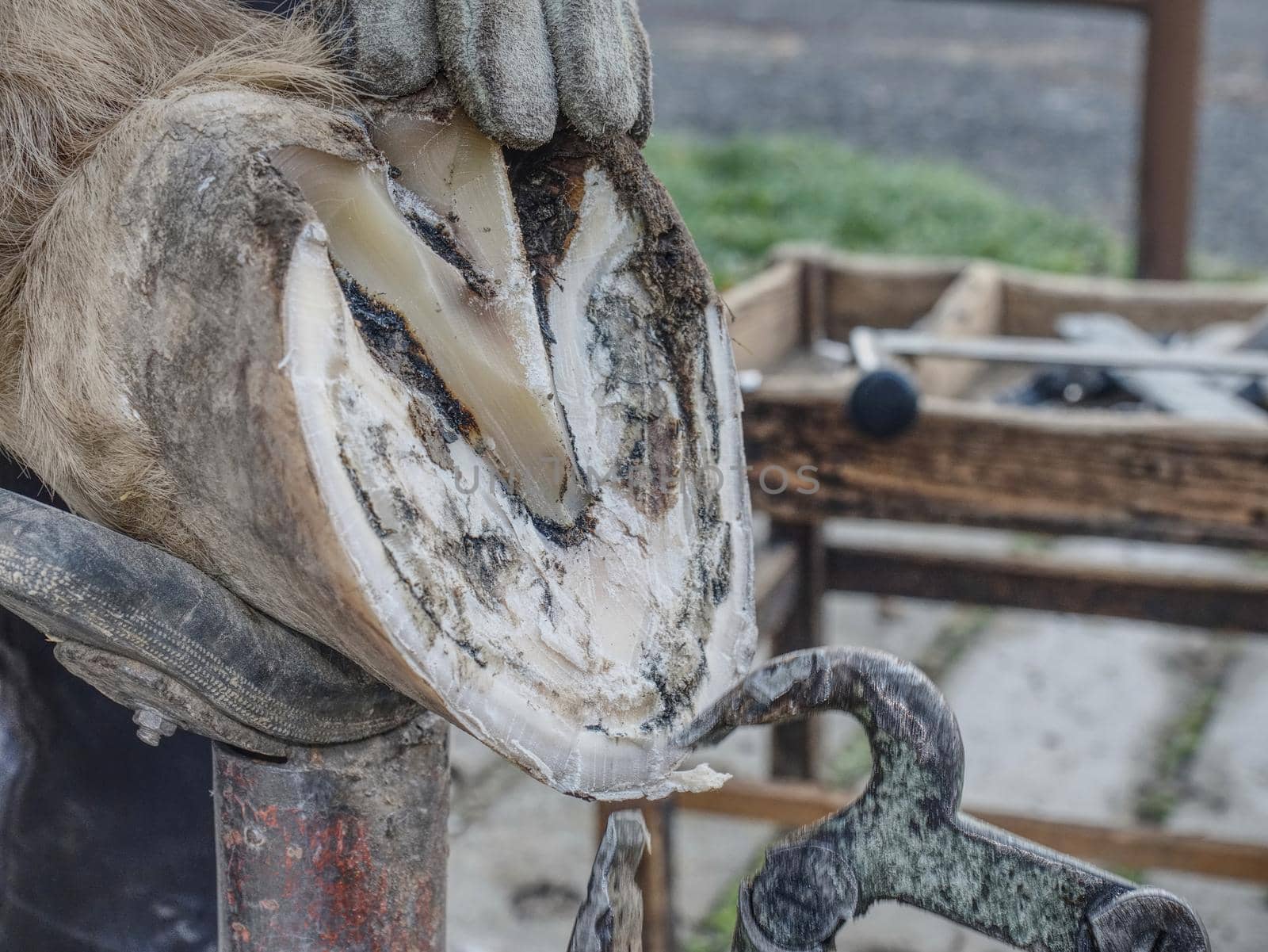 Adjust of worn and overgrown horse hooves. Detail of blacksmith tools in work on hoof.