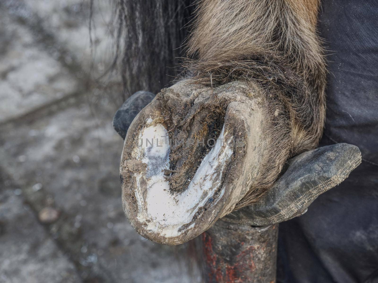 Horse nail - hoof care. The master farrier check keratin, trimming and balancing horses hooves. Blacksmith farrier