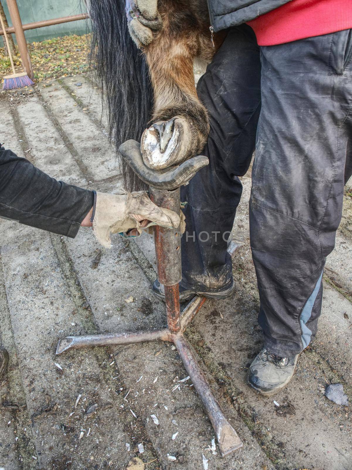 Horse nail - hoof care. The master farrier check keratin, trimming and balancing horses hooves. Blacksmith farrier