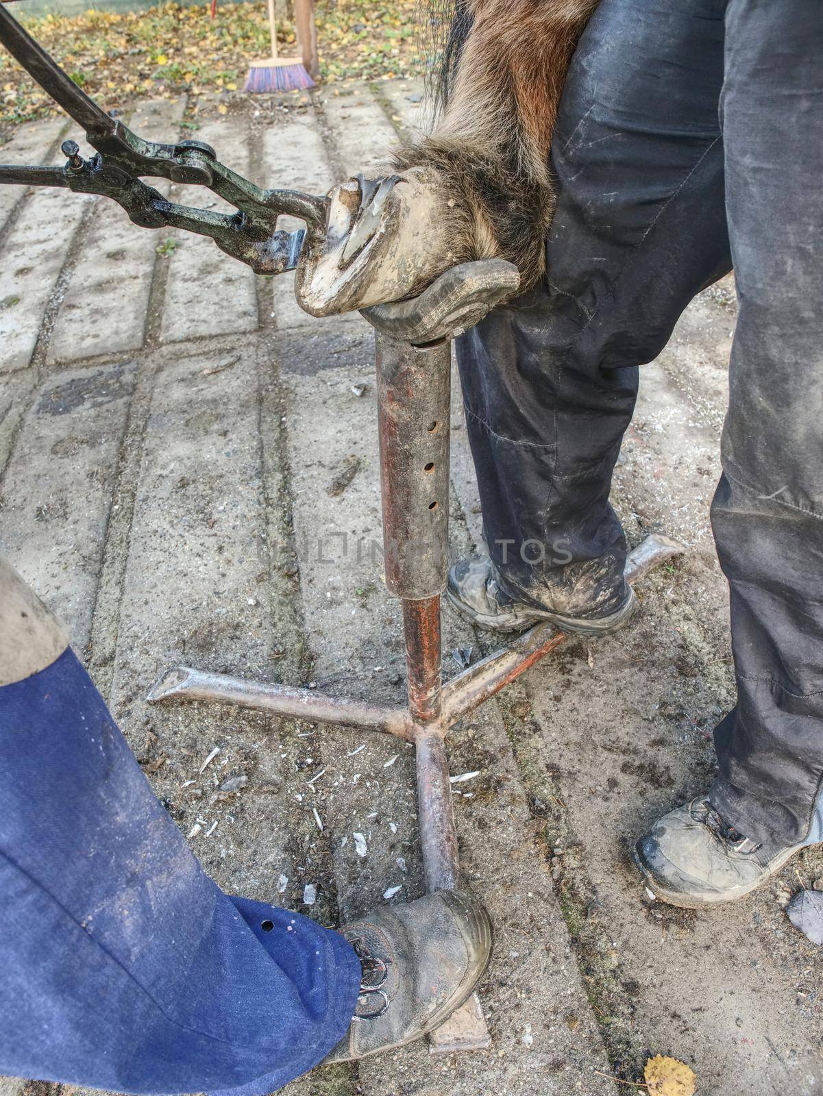 Farrier or blacksmith using rasp,  hoof knife and hoof cut nippers. Clearing of hind horse leg hold in steel holder.